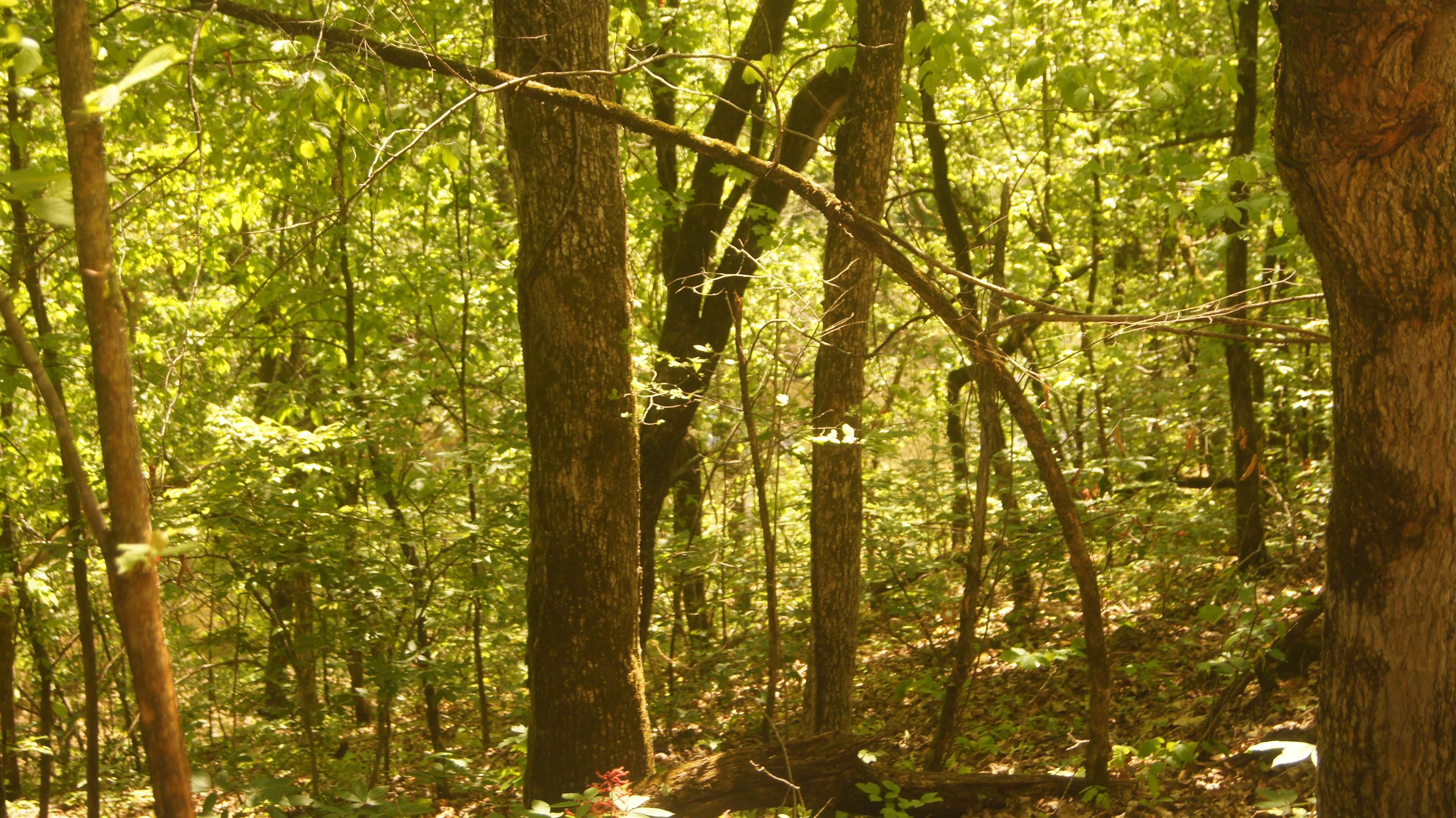 Vacant Land for sale – Lot 4  Booth Creek Road   Williford, AR