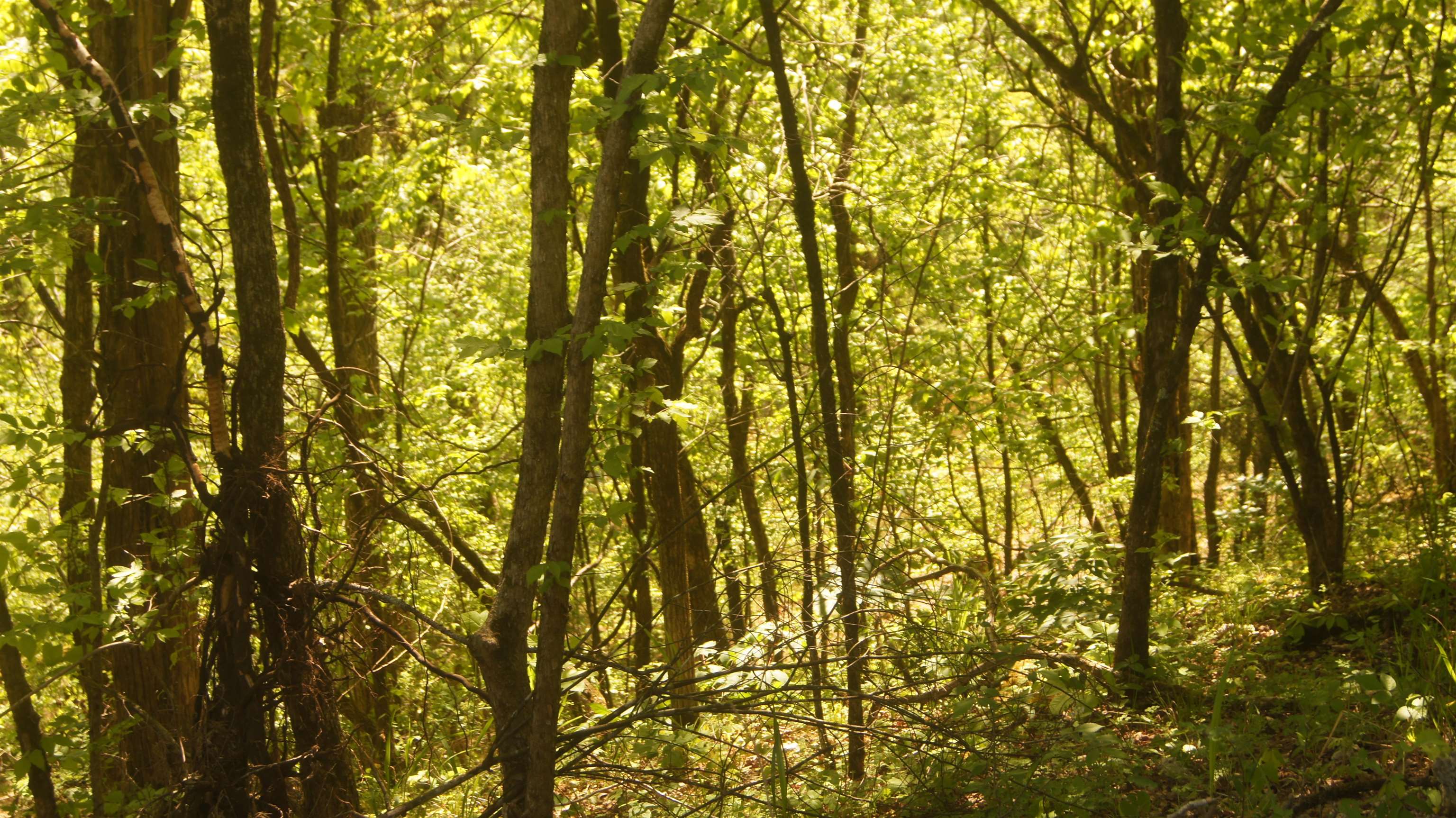 Photo 3 - Vacant Land for sale – Lot 4  Booth Creek Road   Williford, AR