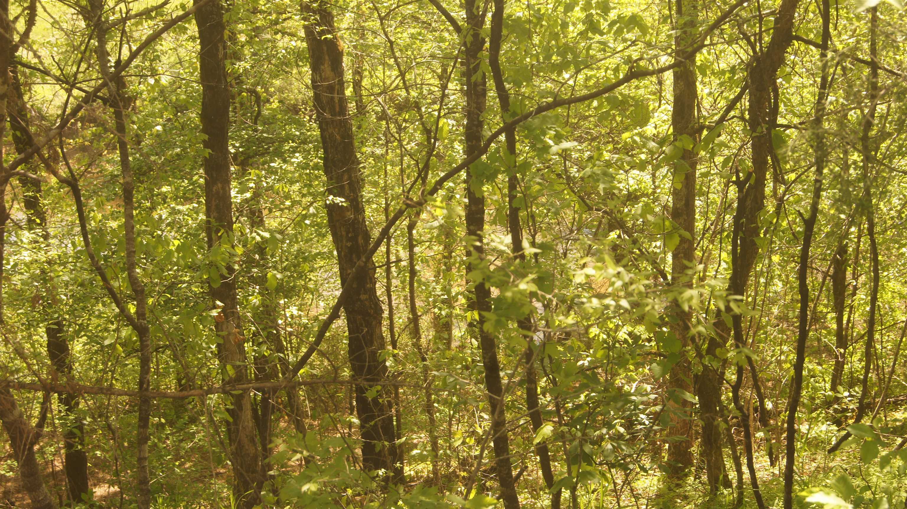 Photo 4 - Vacant Land for sale – Lot 4  Booth Creek Road   Williford, AR