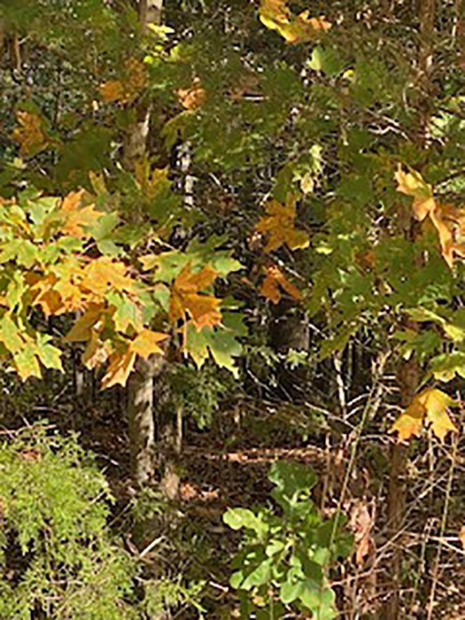 Photo 2 - Vacant Land for sale –   Tonto   Cherokee Village, AR