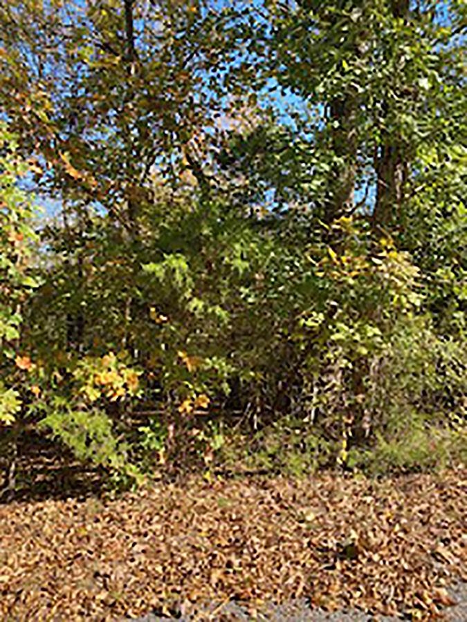 Photo 3 - Vacant Land for sale –   Tonto   Cherokee Village, AR