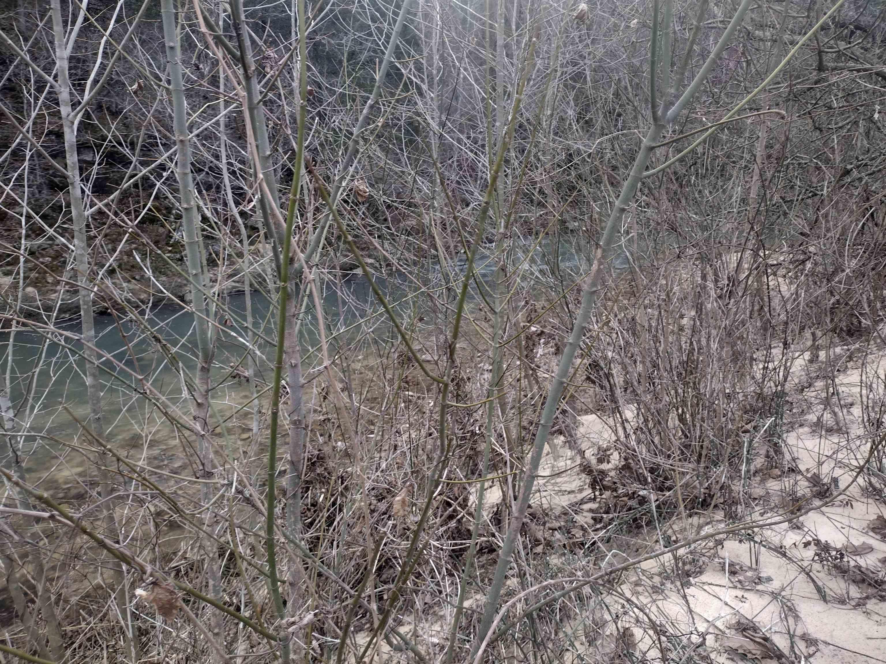 Photo 17 - Vacant Land for sale – 8840  HWY 56   Calico Rock, AR