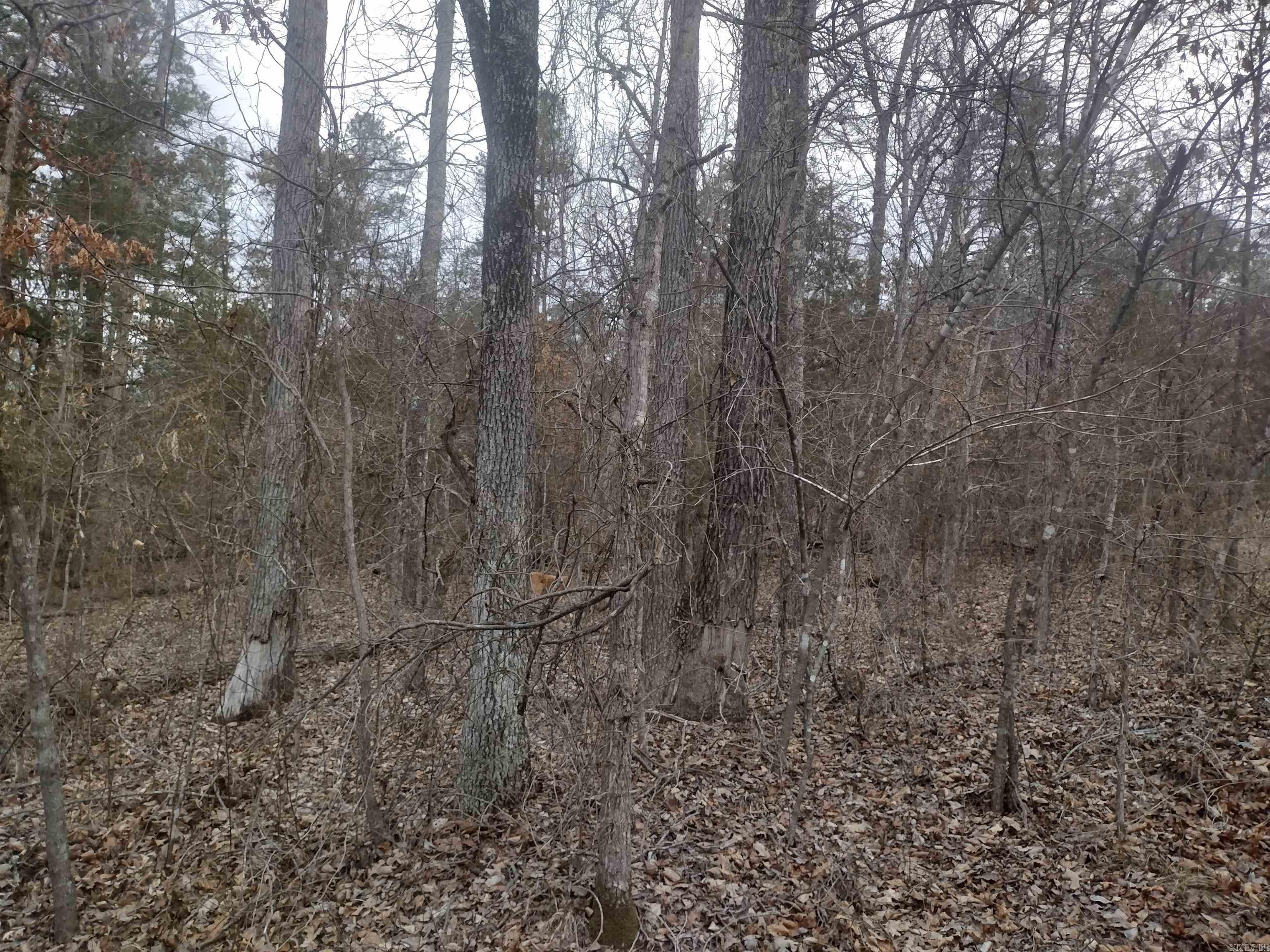 Photo 25 - Vacant Land for sale – 8840  HWY 56   Calico Rock, AR