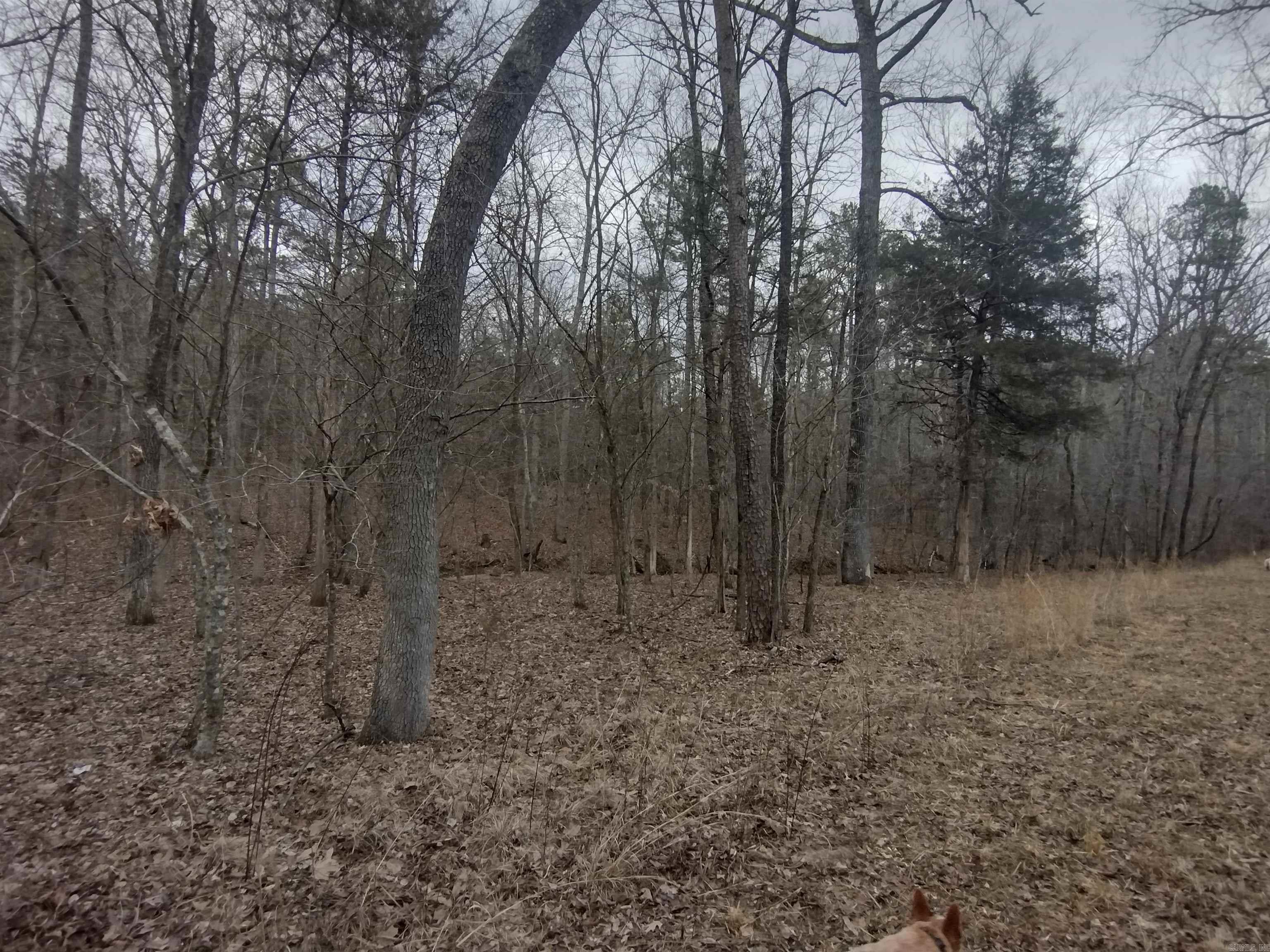 Photo 32 - Vacant Land for sale – 8840  HWY 56   Calico Rock, AR