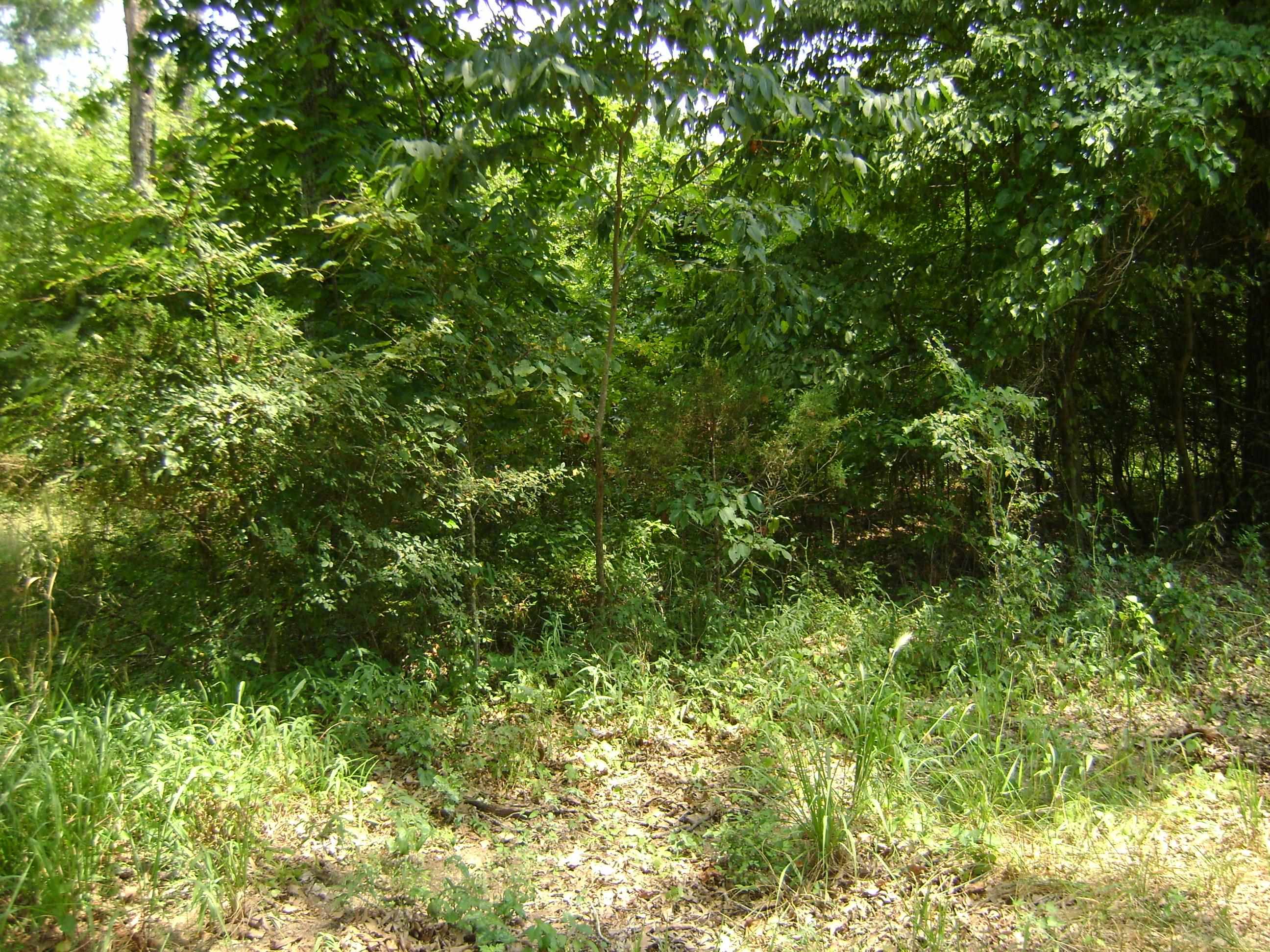 Photo 2 - Vacant Land for sale – 206 & 208  Wedge Road   Horseshoe Bend, AR