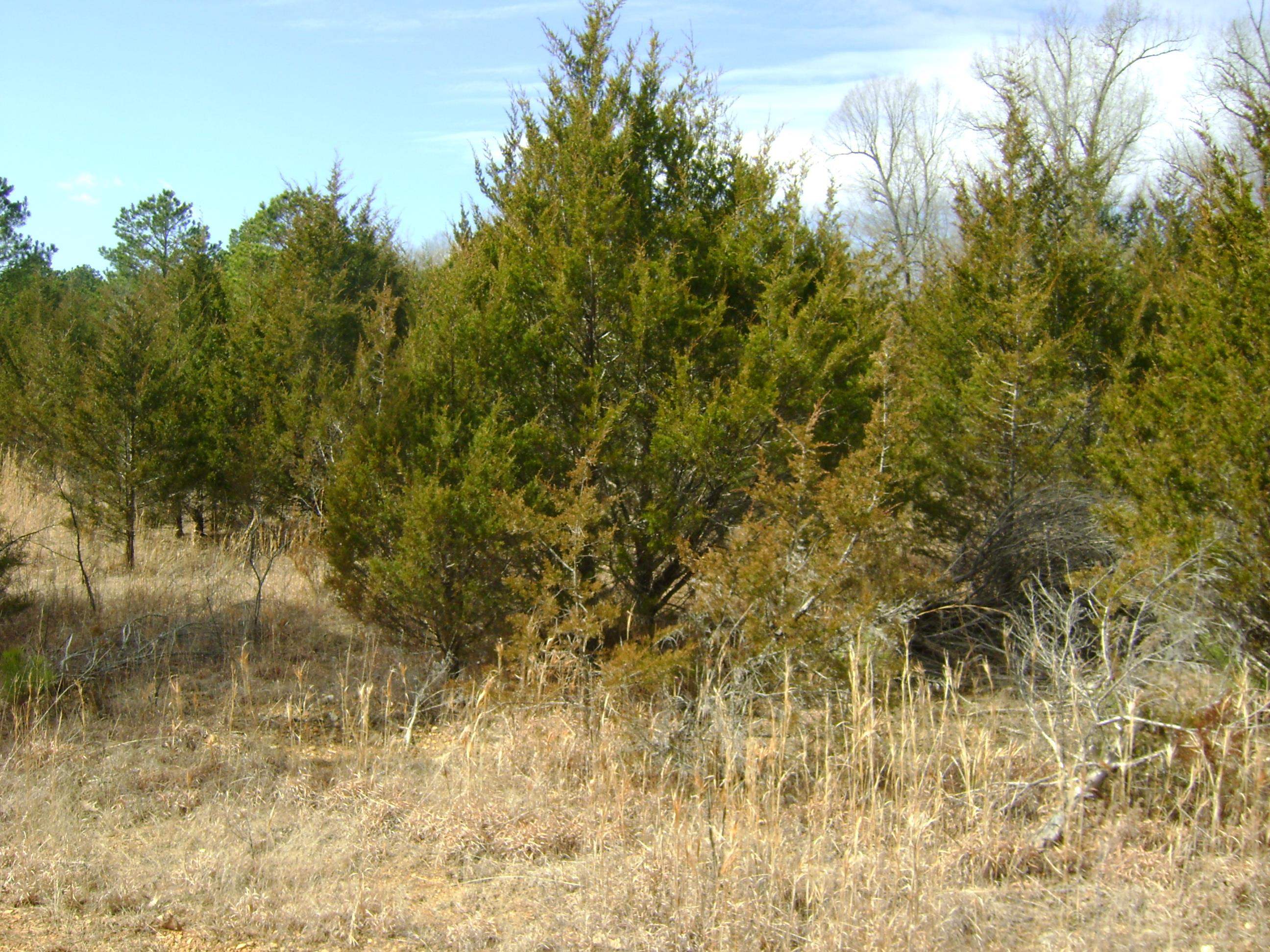 Photo 16 - Vacant Land for sale – 206 & 208  Wedge Road   Horseshoe Bend, AR