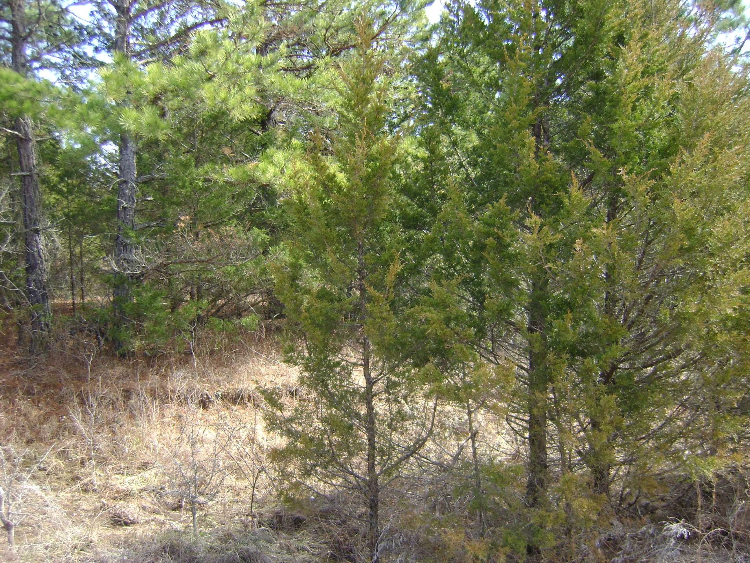 Photo 19 - Vacant Land for sale – 206 & 208  Wedge Road   Horseshoe Bend, AR