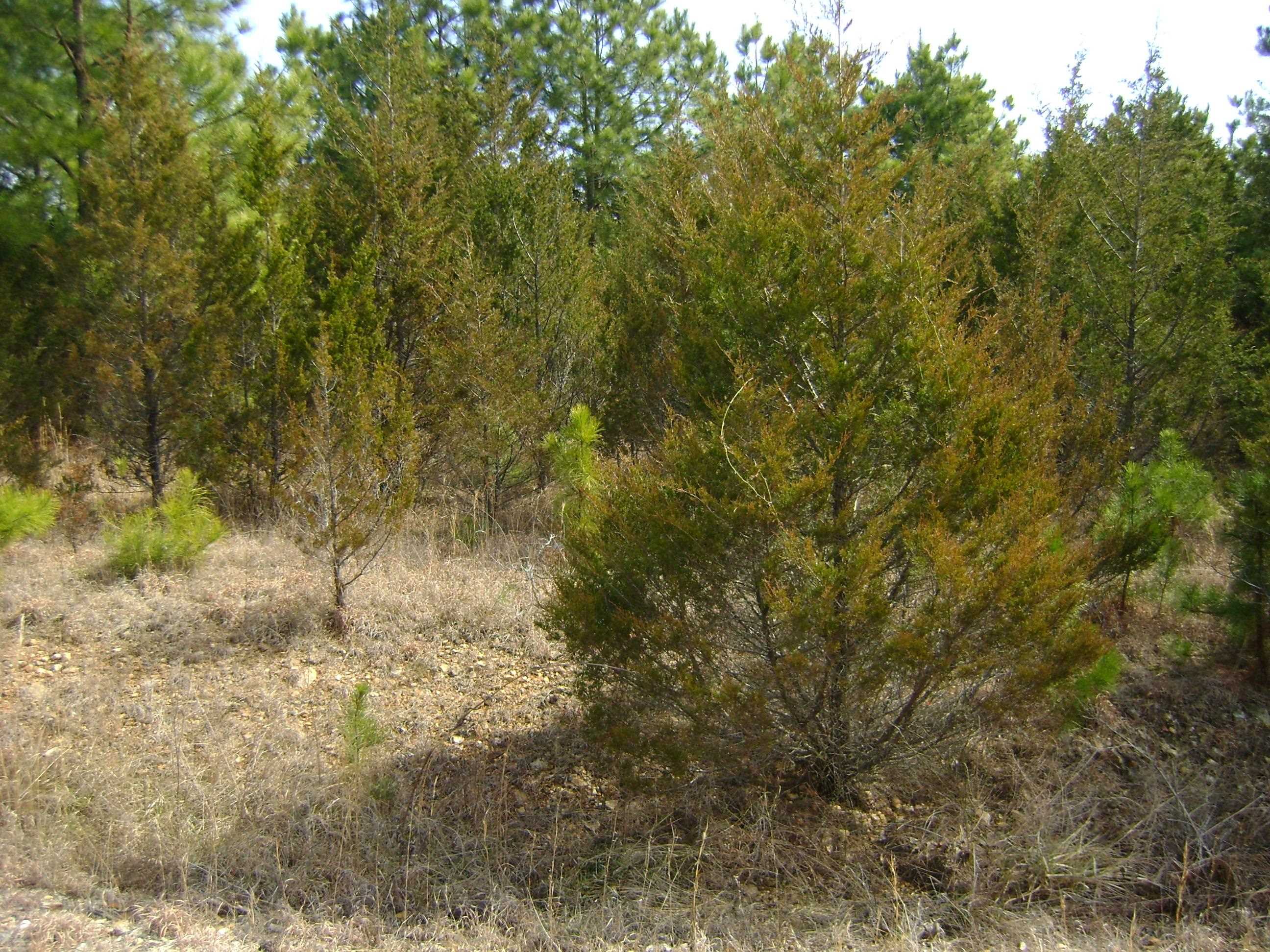 Photo 20 - Vacant Land for sale – 206 & 208  Wedge Road   Horseshoe Bend, AR