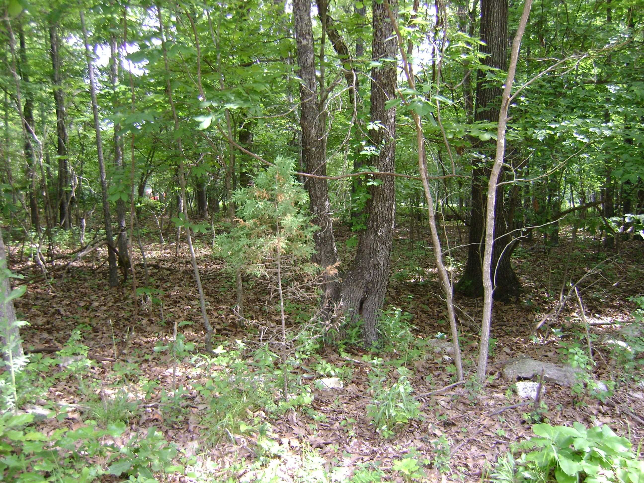 Photo 6 - Vacant Land for sale – 206 & 208  Wedge Road   Horseshoe Bend, AR