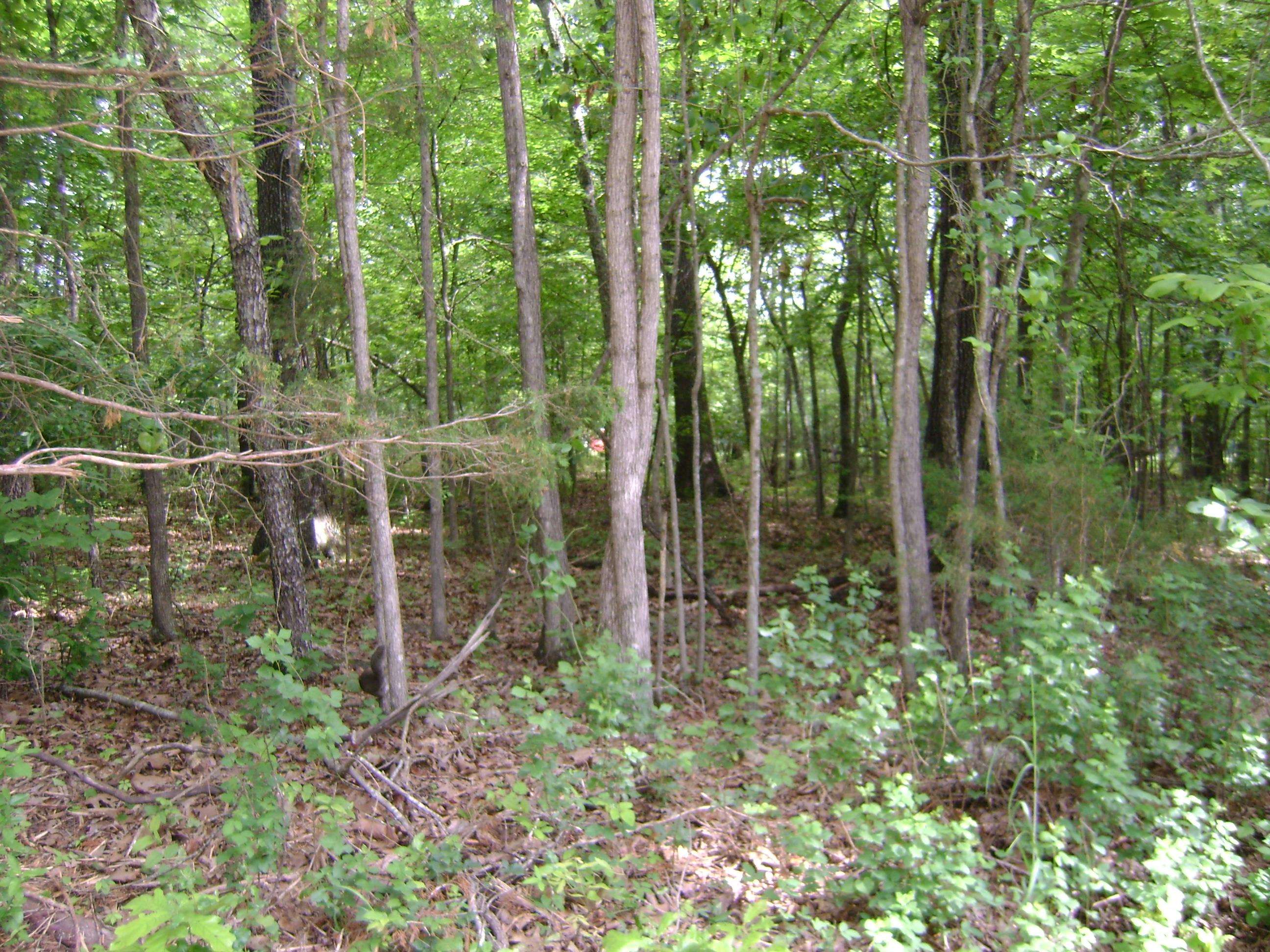 Photo 7 - Vacant Land for sale – 206 & 208  Wedge Road   Horseshoe Bend, AR
