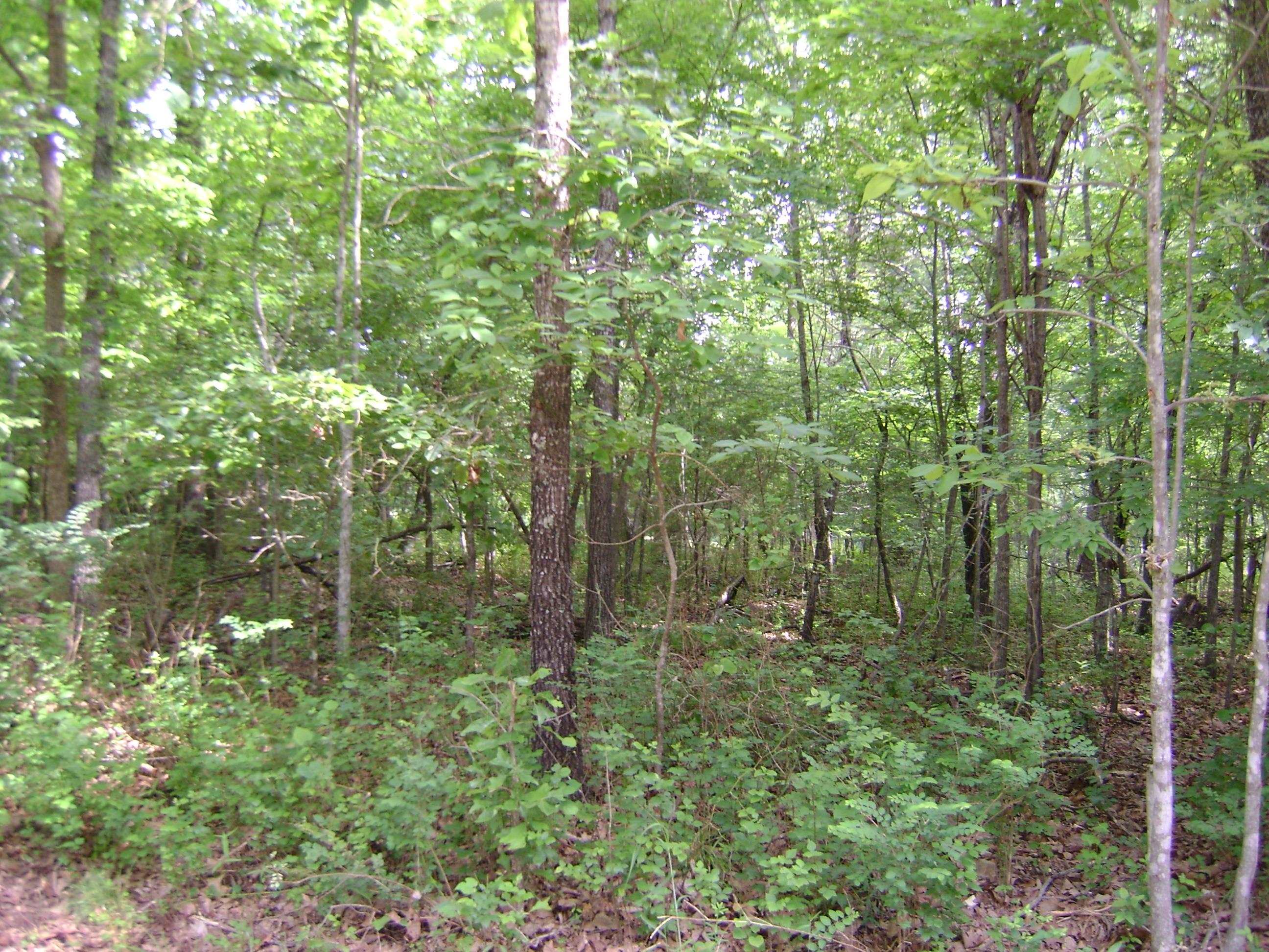 Photo 8 - Vacant Land for sale – 206 & 208  Wedge Road   Horseshoe Bend, AR