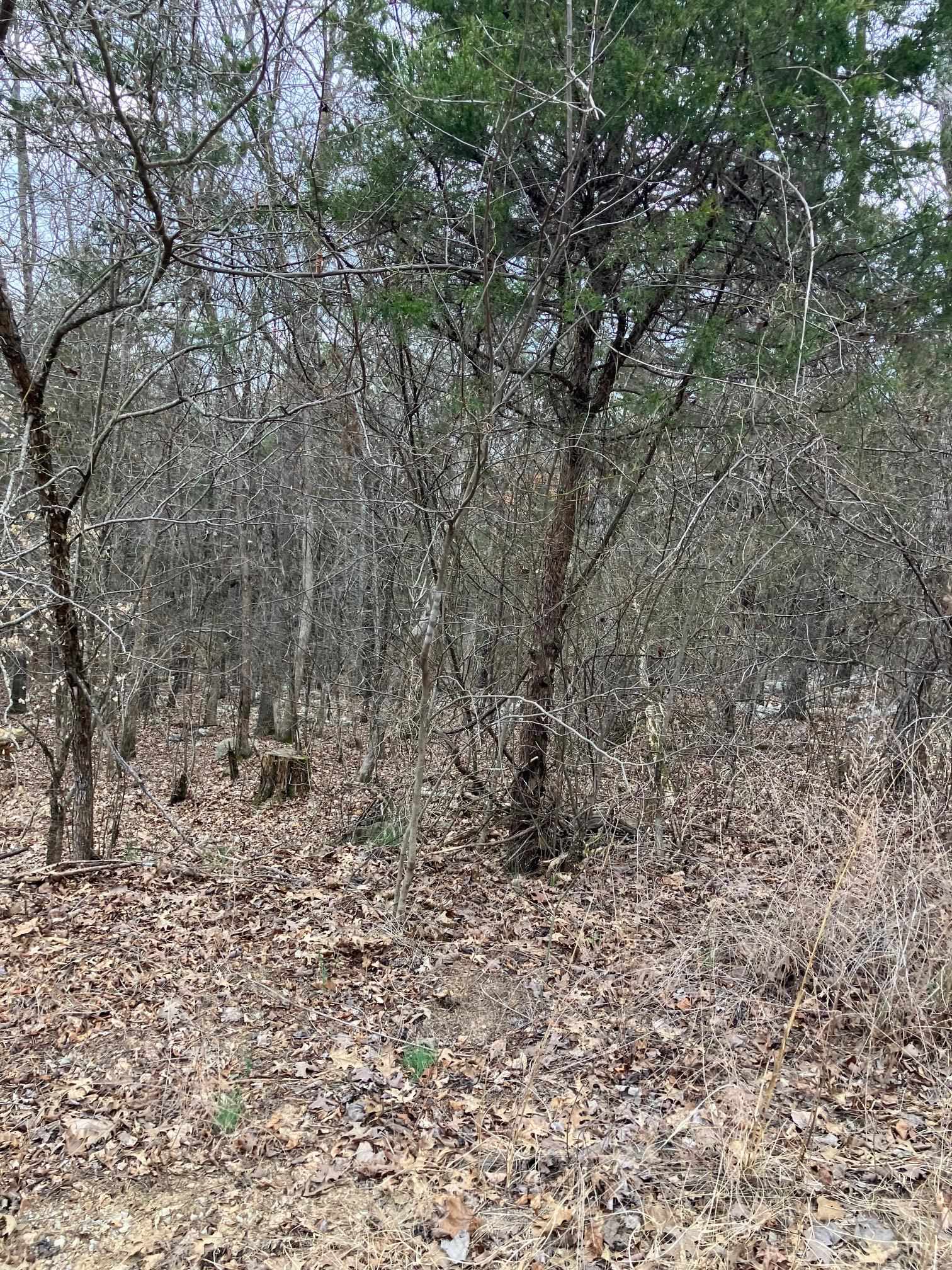 Photo 4 - Vacant Land for sale – TBD  Ridgeline Road   Evening Shade, AR