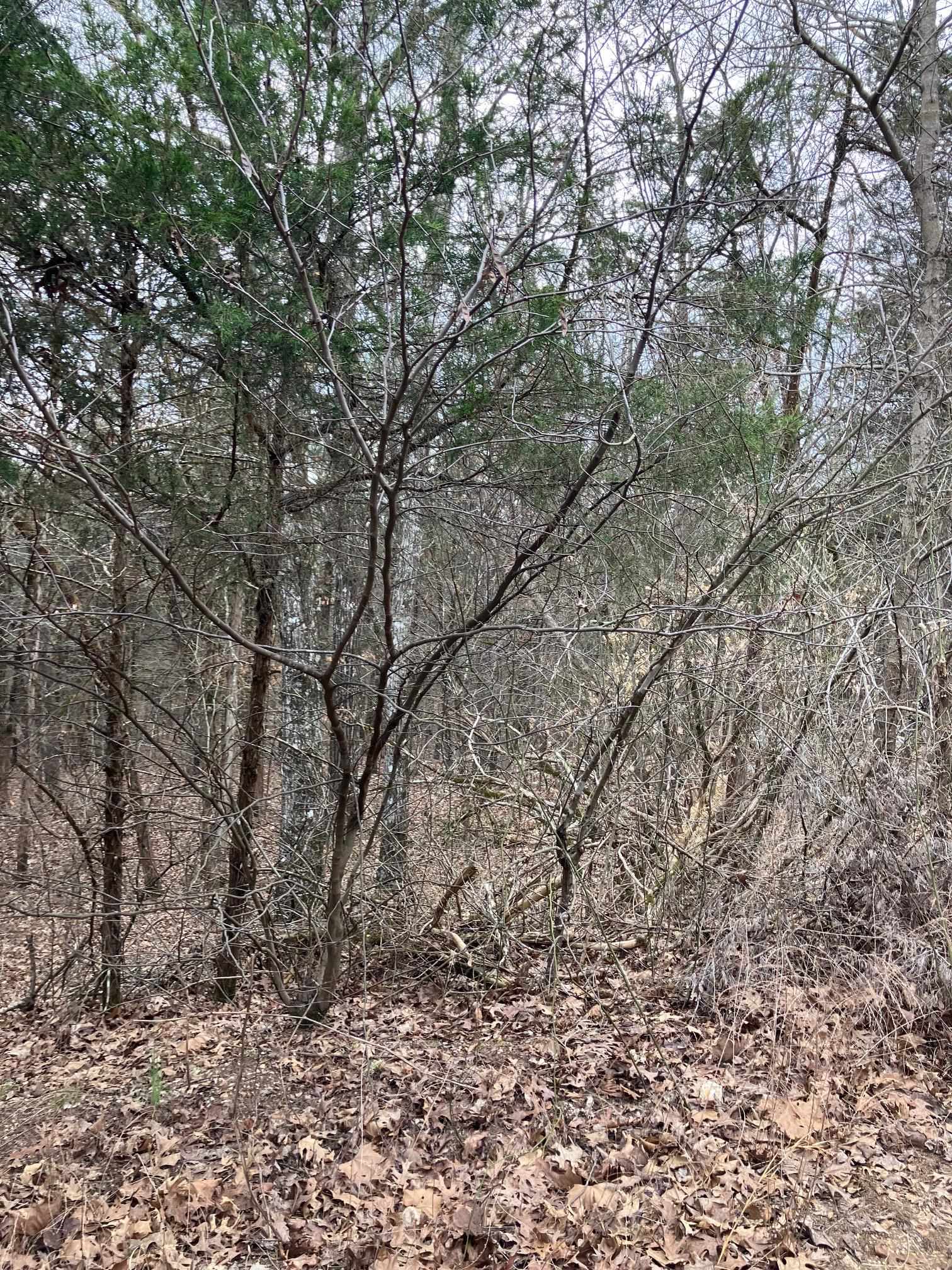 Photo 8 - Vacant Land for sale – TBD  Ridgeline Road   Evening Shade, AR