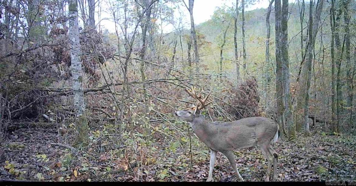 Photo 5 - Vacant Land for sale – 0  Swaim Hill   Batesville, AR