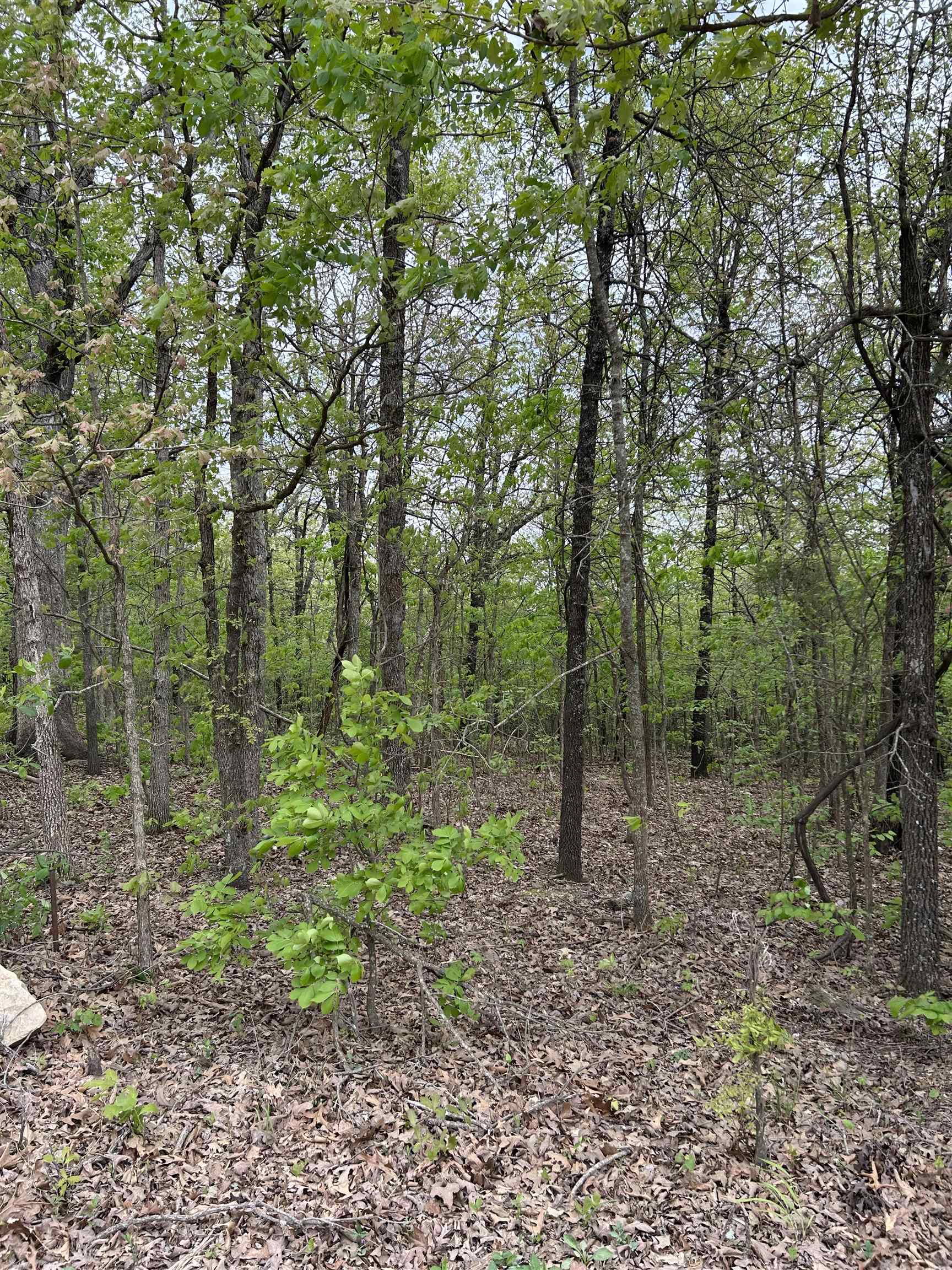 Photo 4 - Residential for sale – TBD  Slick Rock Rd   Hardy, AR