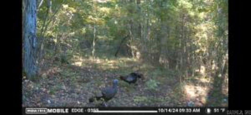 Photo 7 - Vacant Land for sale –   Whiskey Creek   Batesville, AR