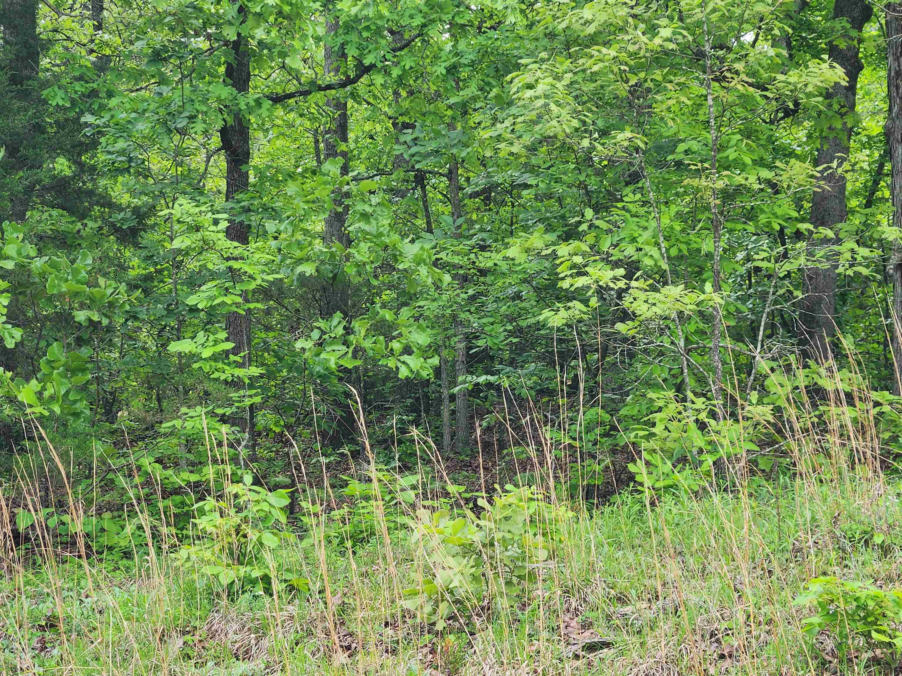 Photo 18 - Vacant Land for sale –   Waubansia   Cherokee Village, AR