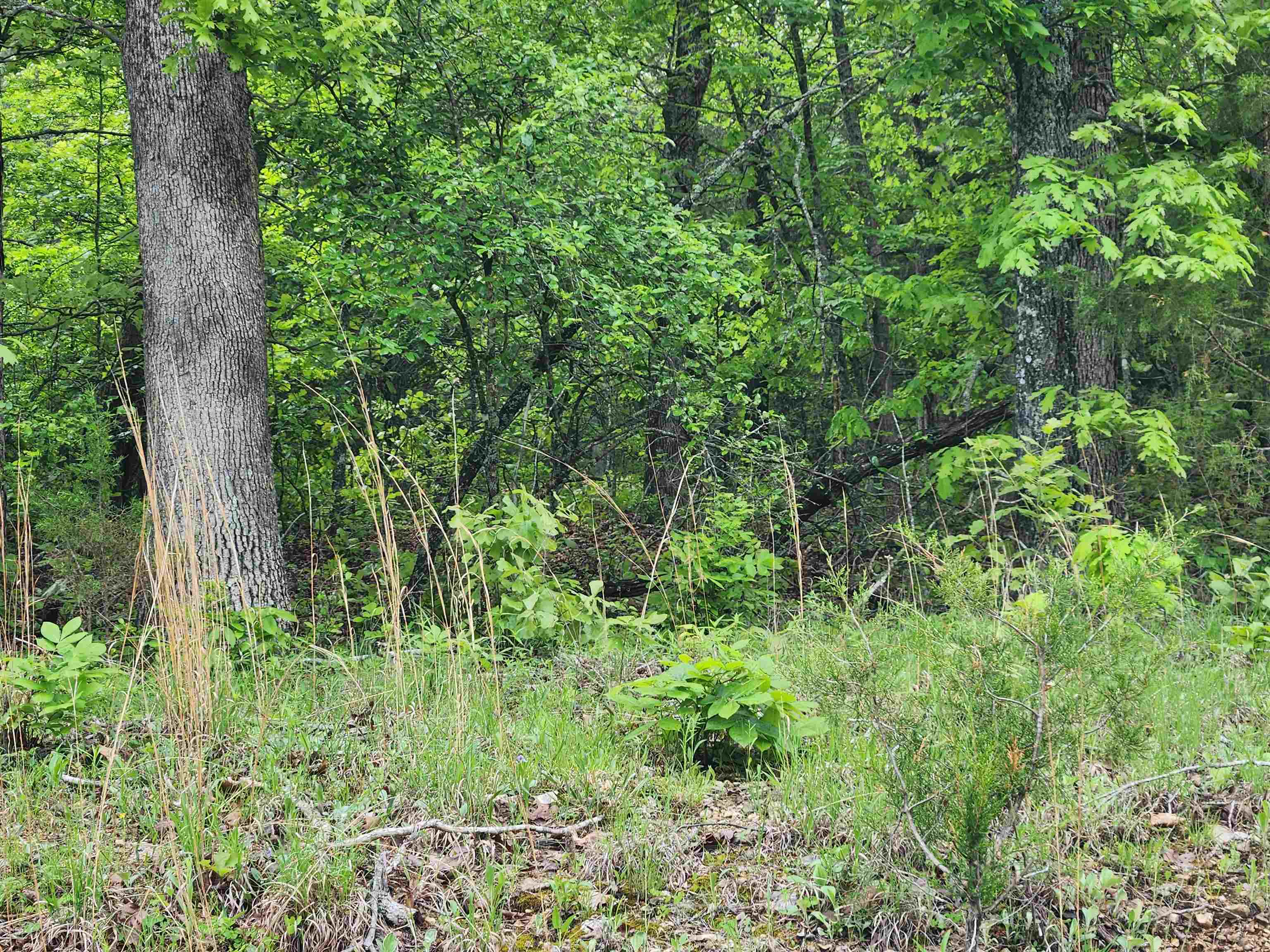 Photo 19 - Vacant Land for sale –   Waubansia   Cherokee Village, AR