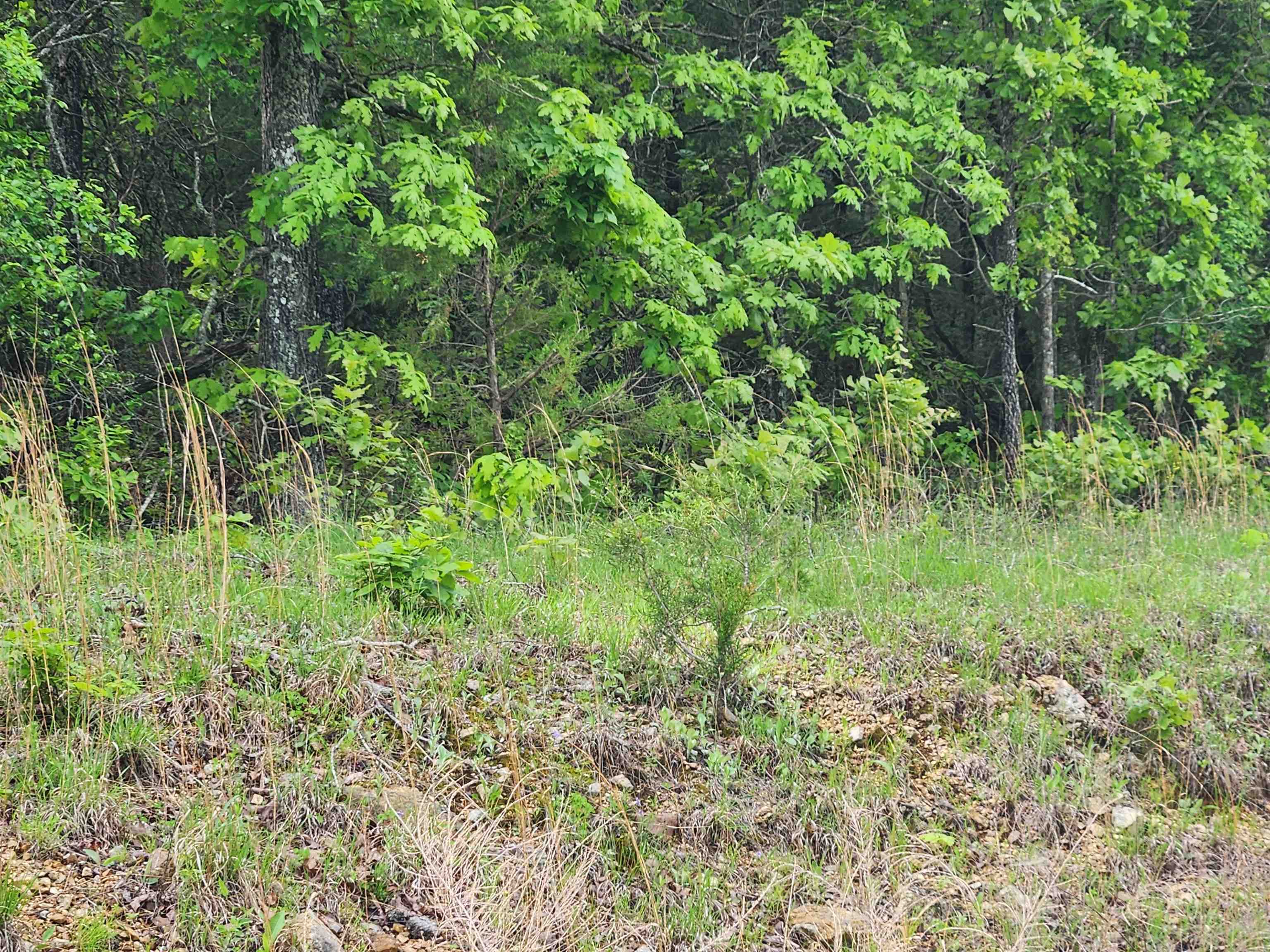 Photo 10 - Vacant Land for sale –   Waubansia   Cherokee Village, AR