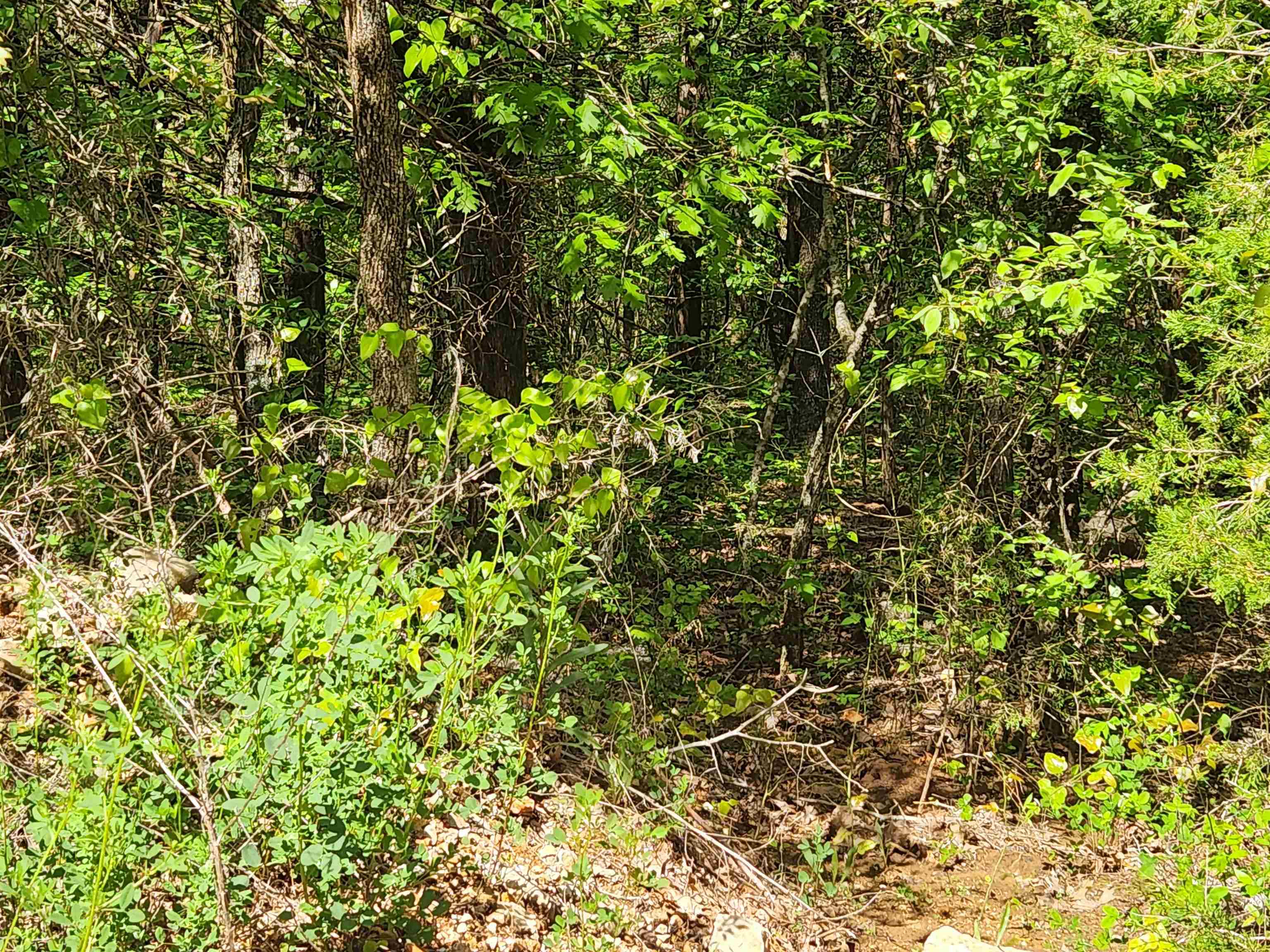 Photo 17 - Vacant Land for sale –   Strawberry Valley   Ash Flat, AR