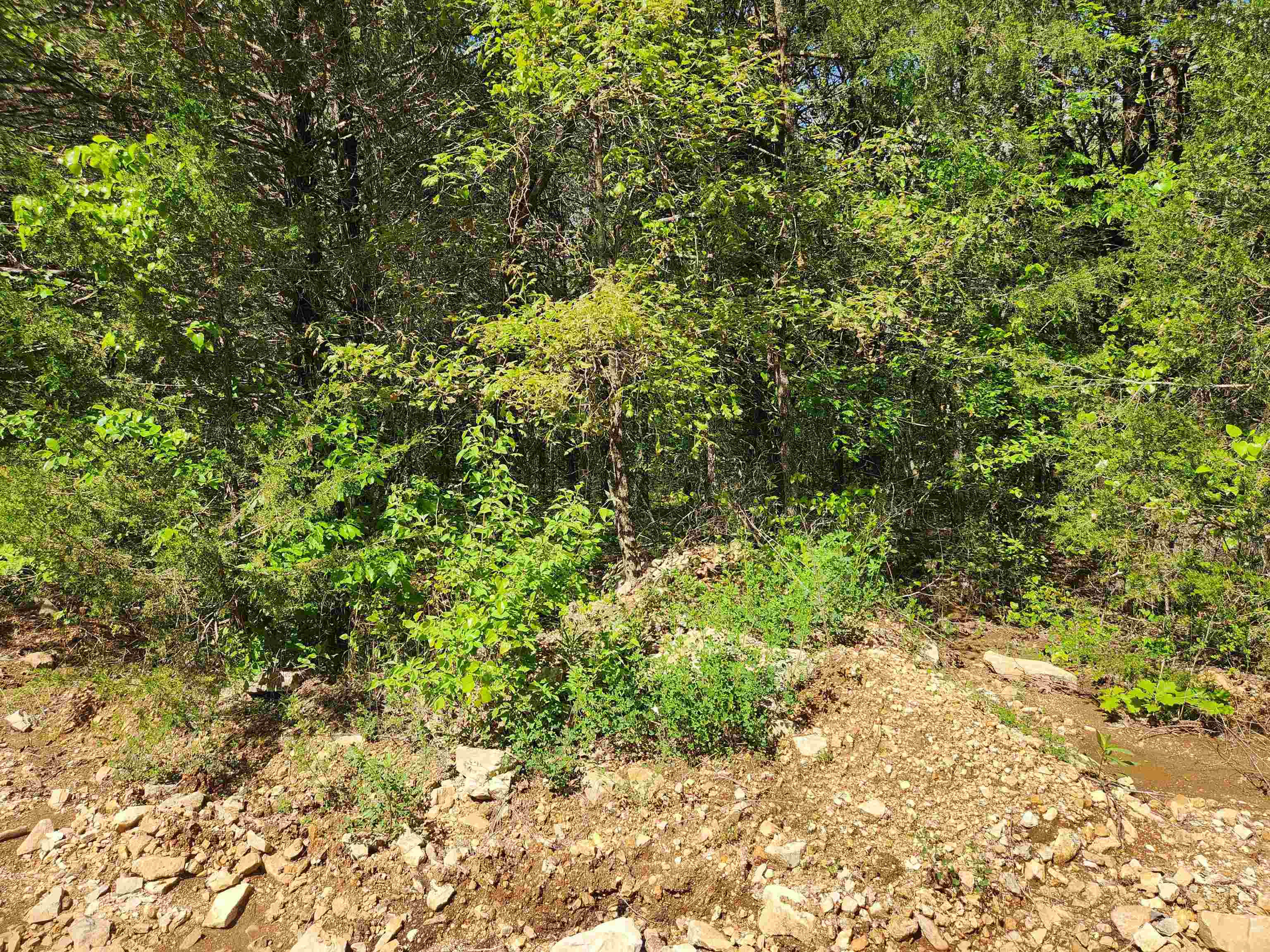 Photo 7 - Vacant Land for sale –   Strawberry Valley   Ash Flat, AR