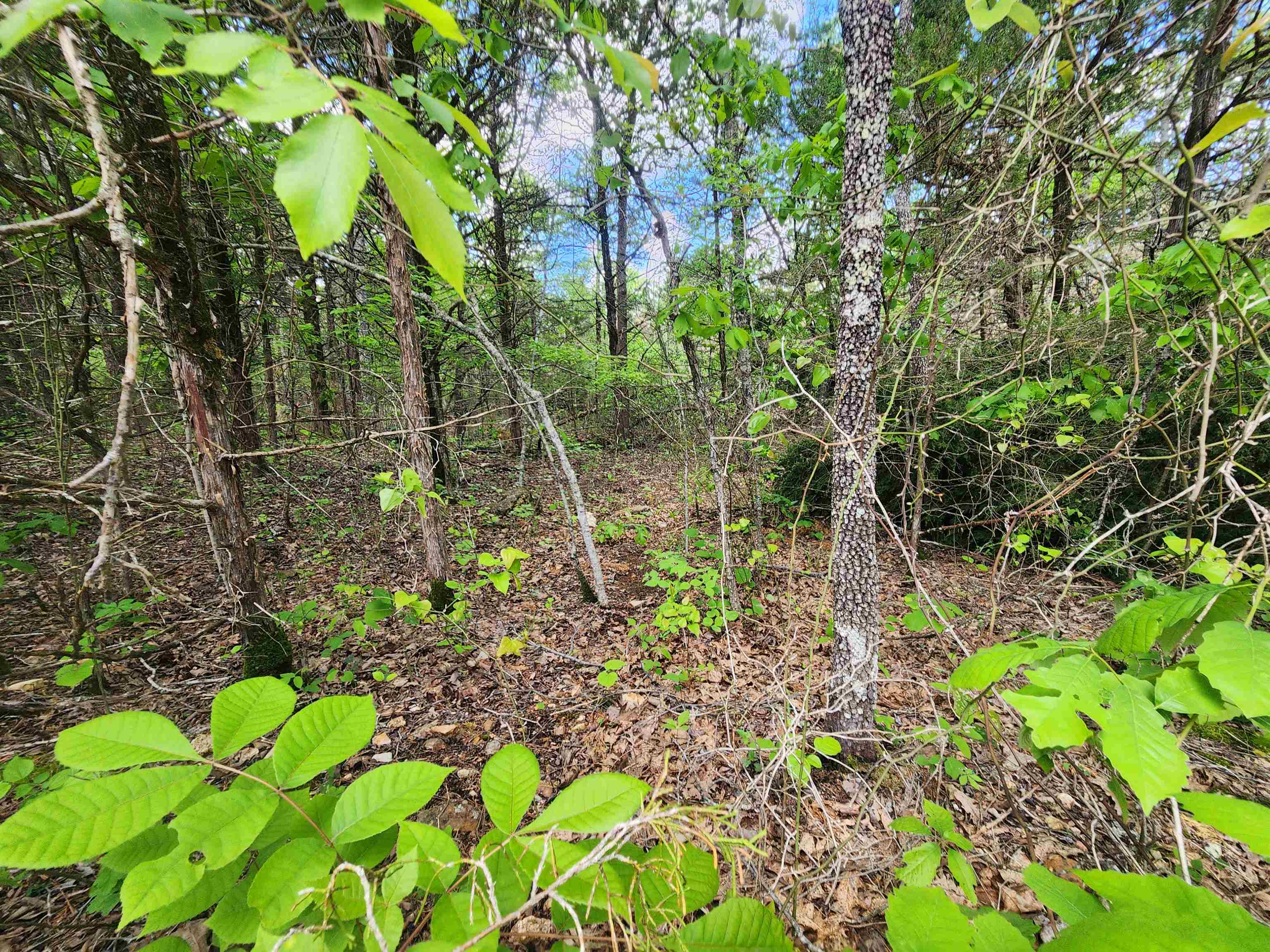 Photo 13 - Vacant Land for sale –   Strawberry Valley   Ash Flat, AR