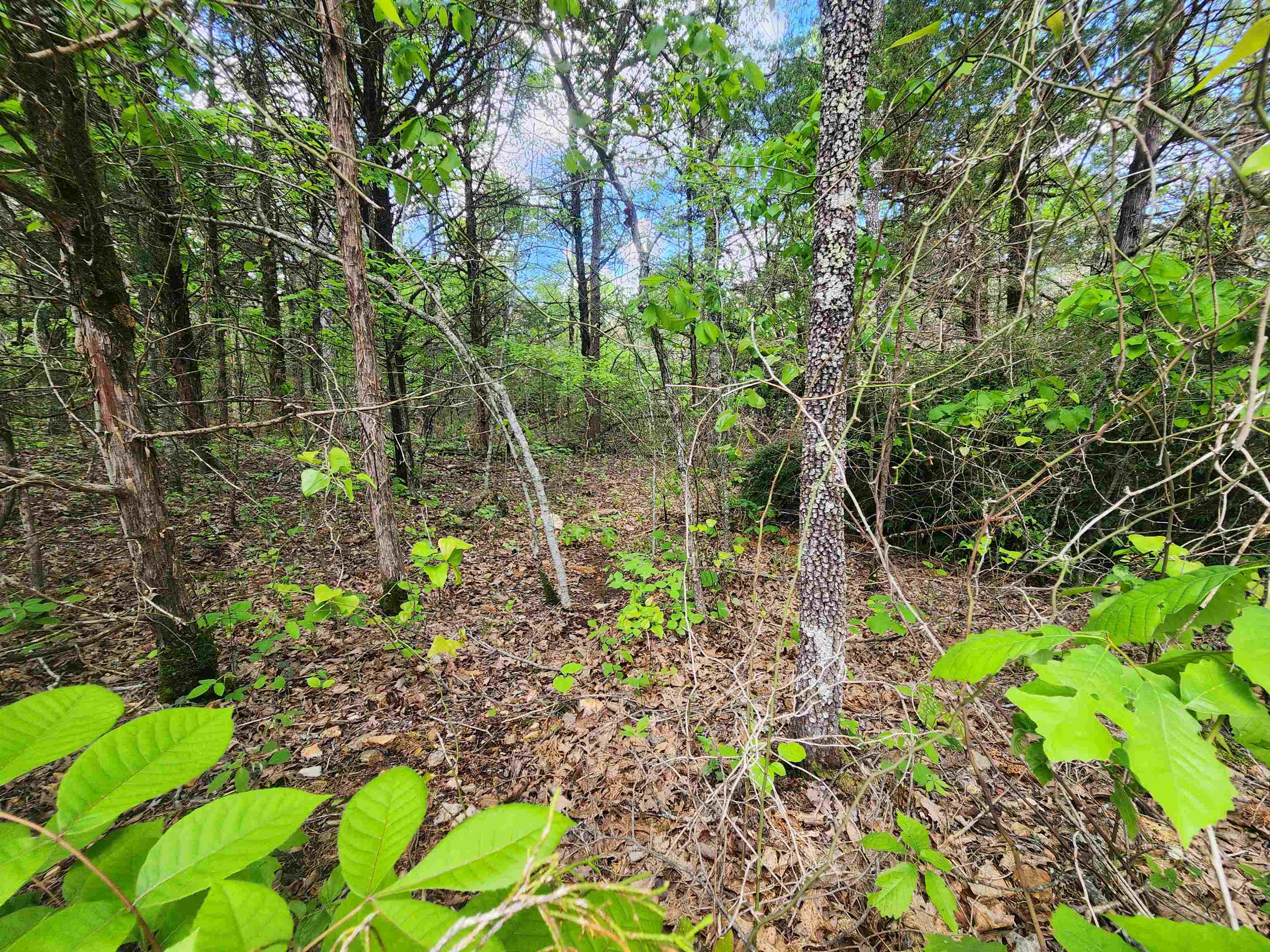 Photo 14 - Vacant Land for sale –   Strawberry Valley   Ash Flat, AR