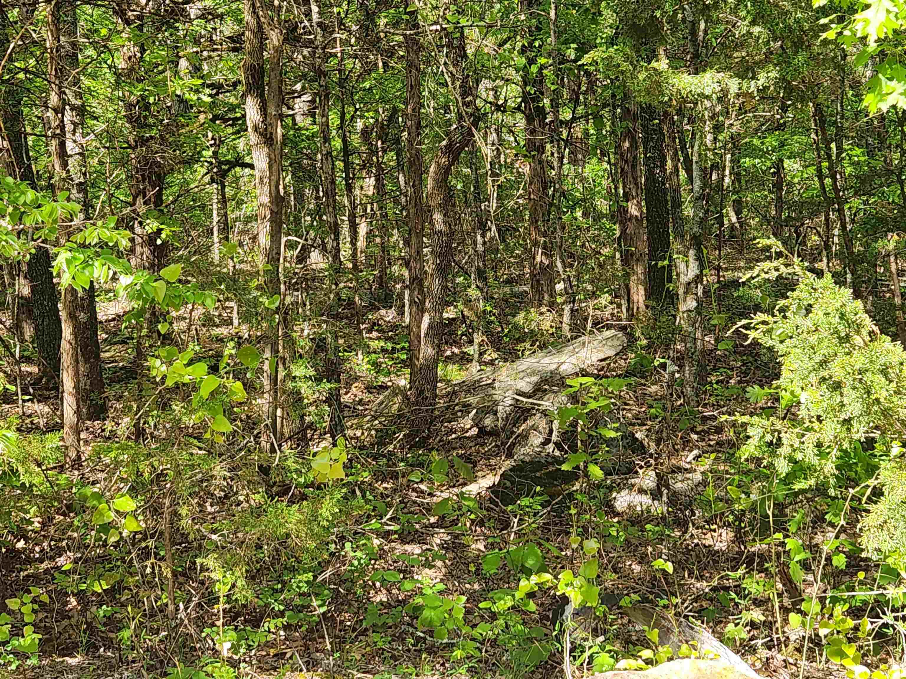 Photo 25 - Vacant Land for sale –   Strawberry Valley   Ash Flat, AR