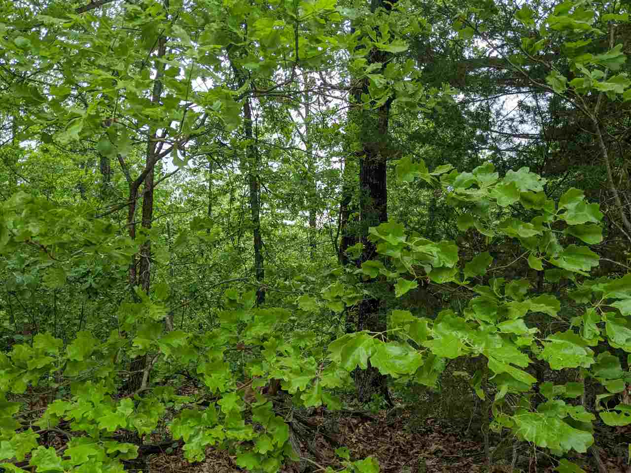 Photo 6 - Vacant Land for sale – 803 S Springfield   Horseshoe Bend, AR