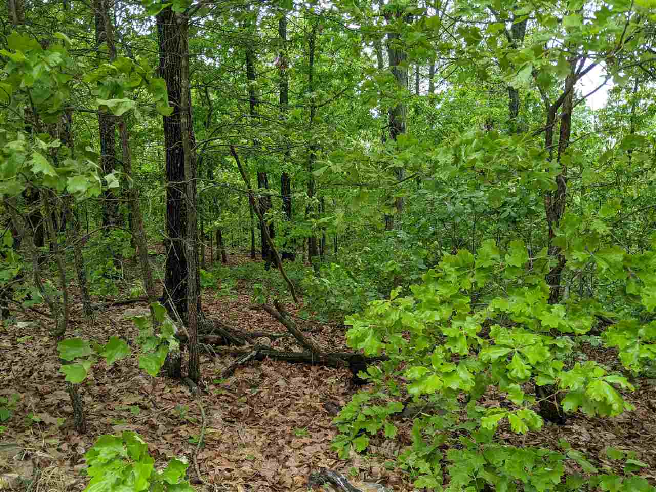 Photo 8 - Vacant Land for sale – 803 S Springfield   Horseshoe Bend, AR