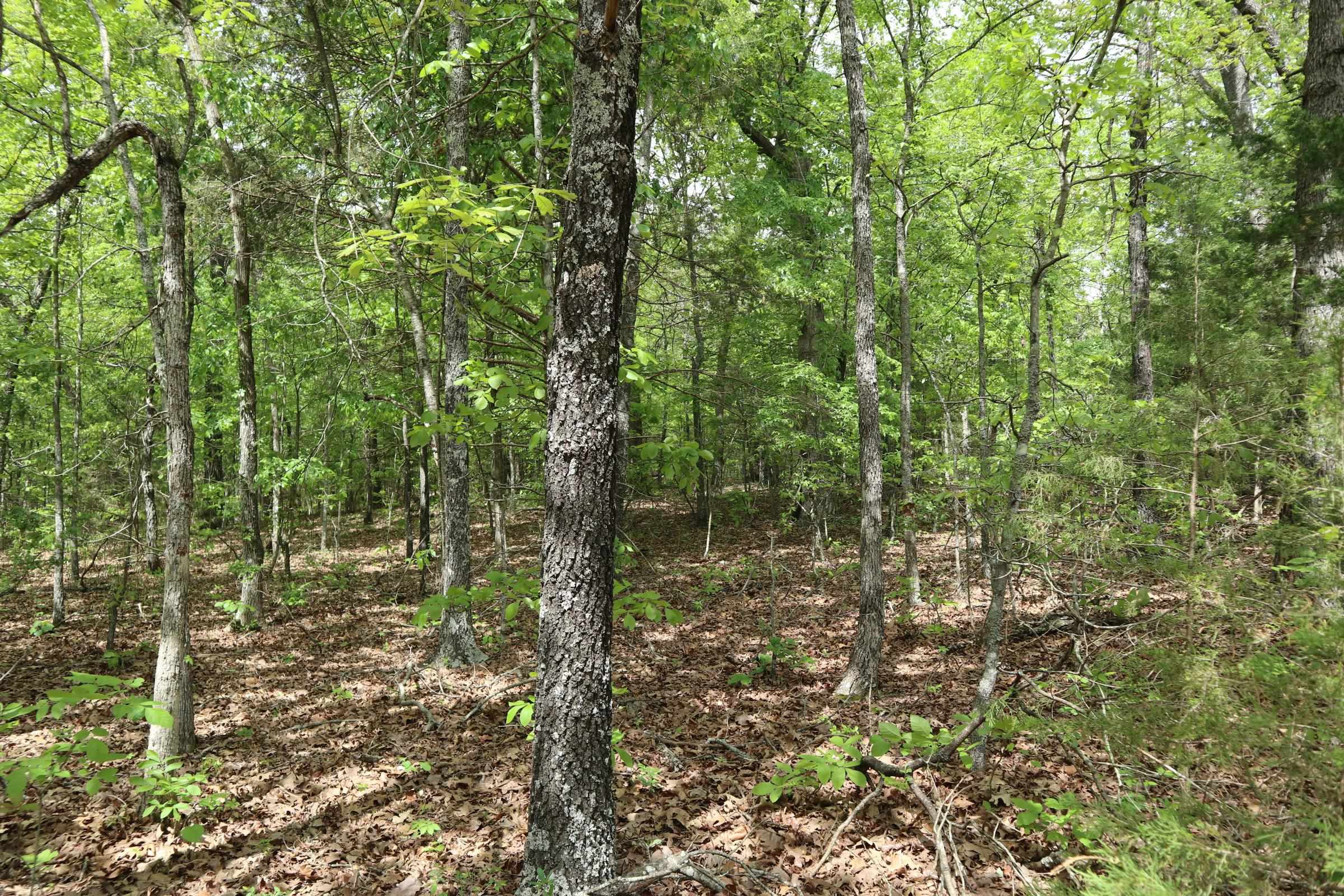 Photo 9 - Vacant Land for sale – TBD  Indian Hills Way   Glencoe, AR