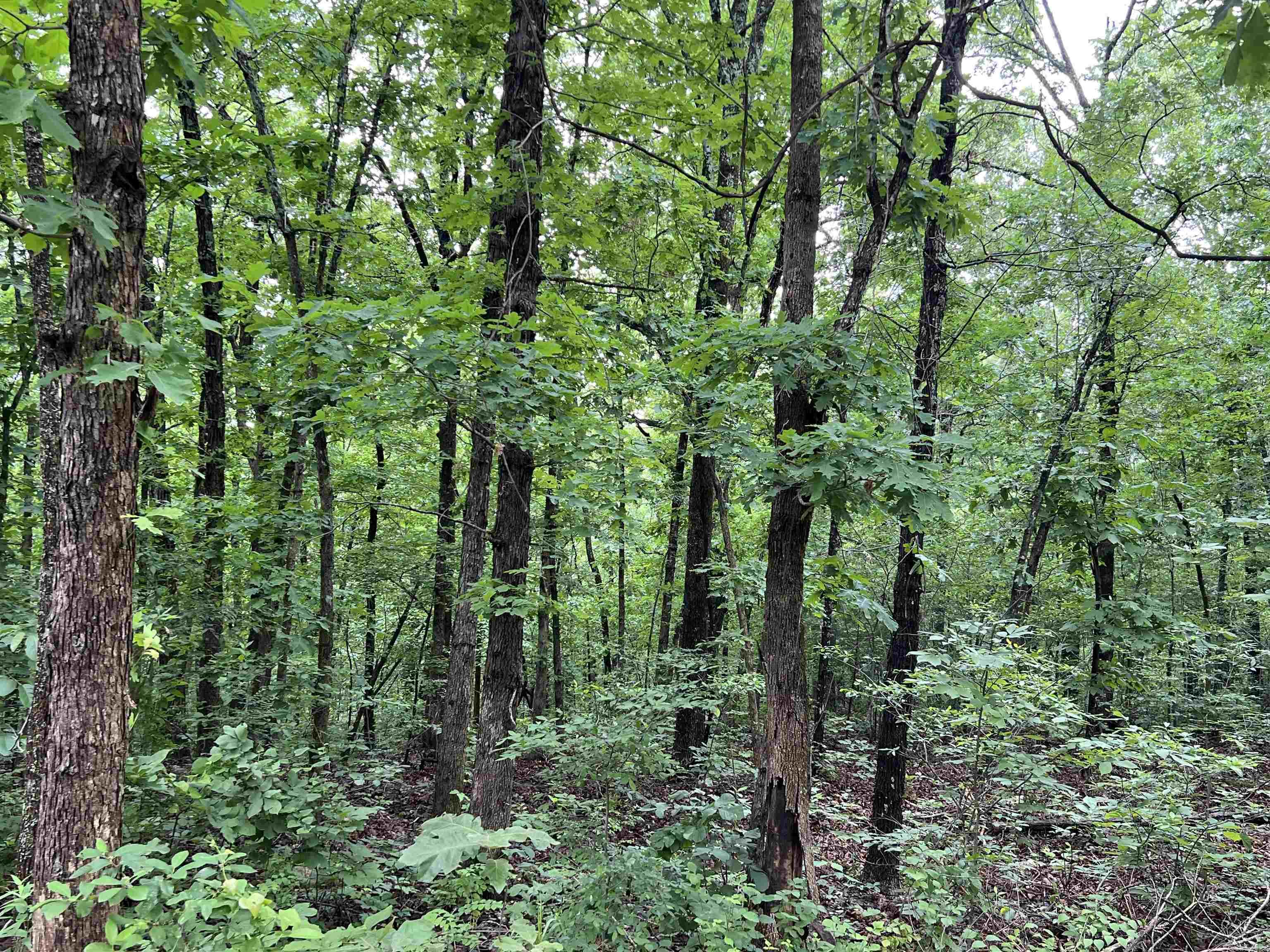 Photo 3 - Vacant Land for sale – 000  Hwy 63 S   Mammoth Spring, AR
