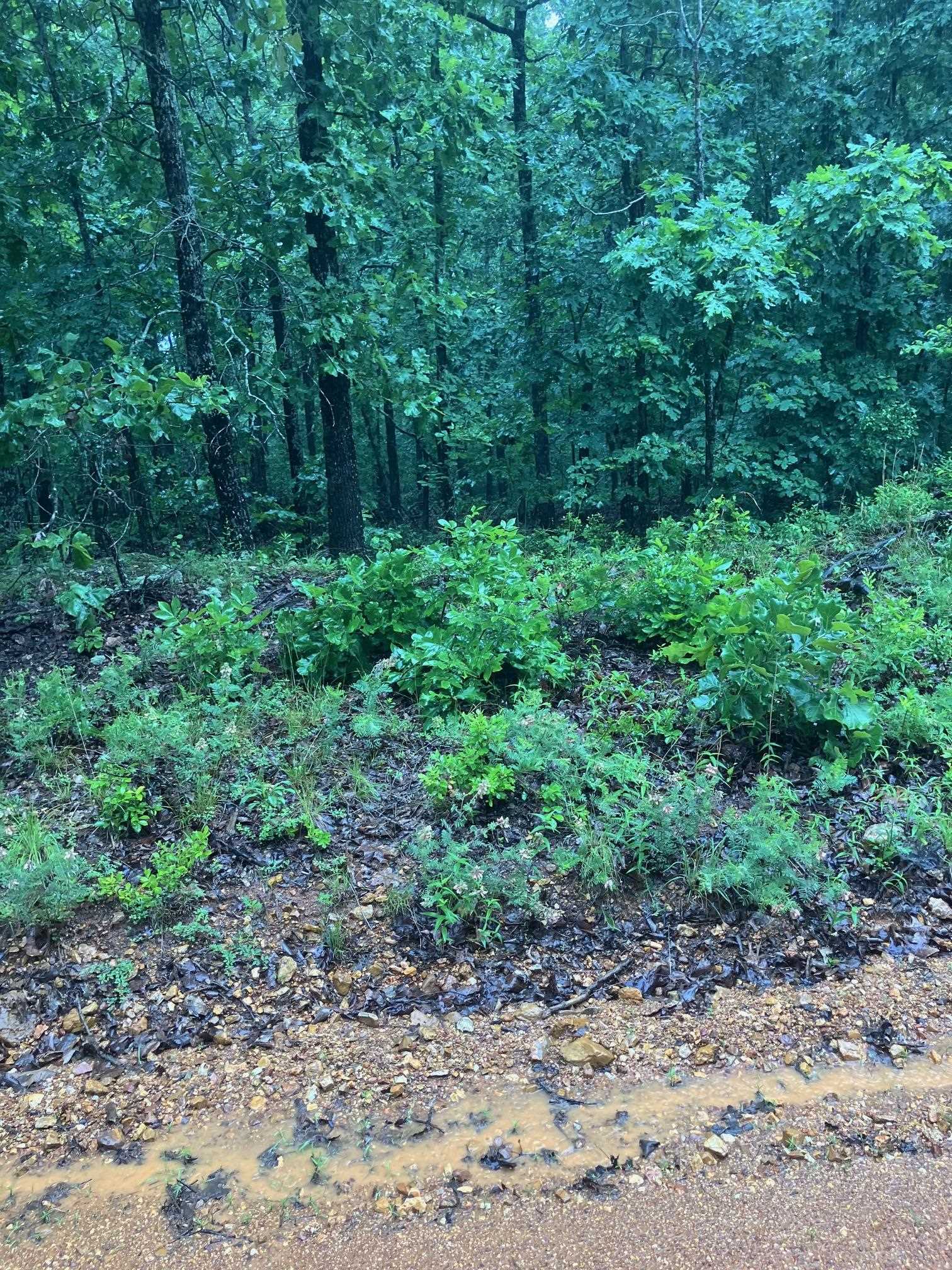 Vacant Land for sale –   Newman Trail   Williford, AR