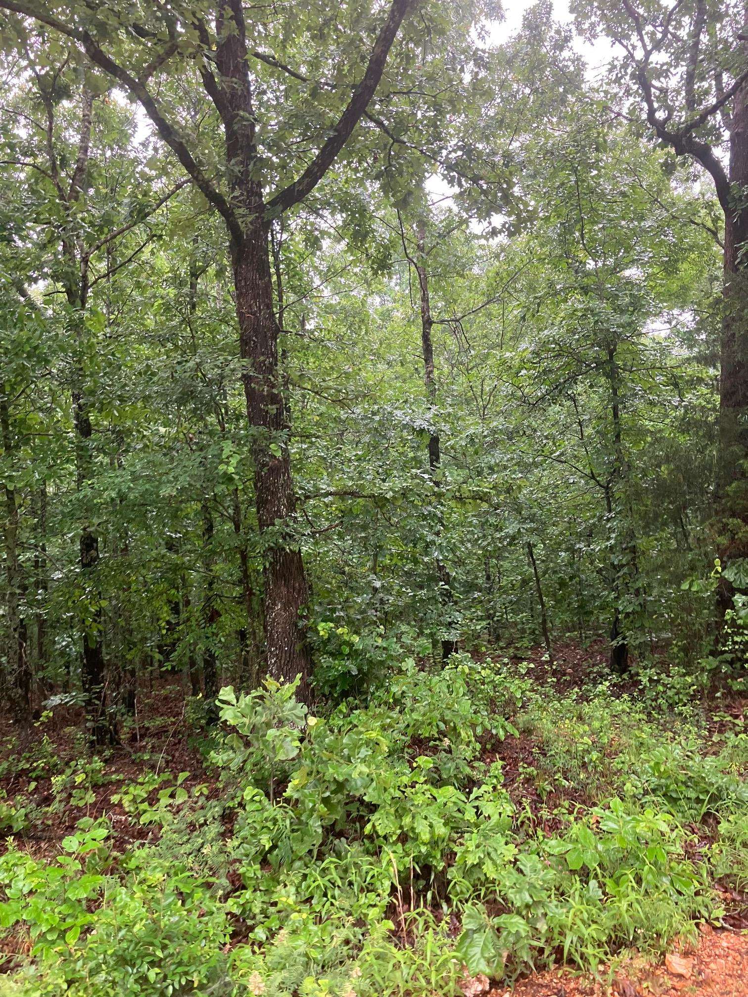 Photo 4 - Vacant Land for sale –   Newman Trail   Williford, AR