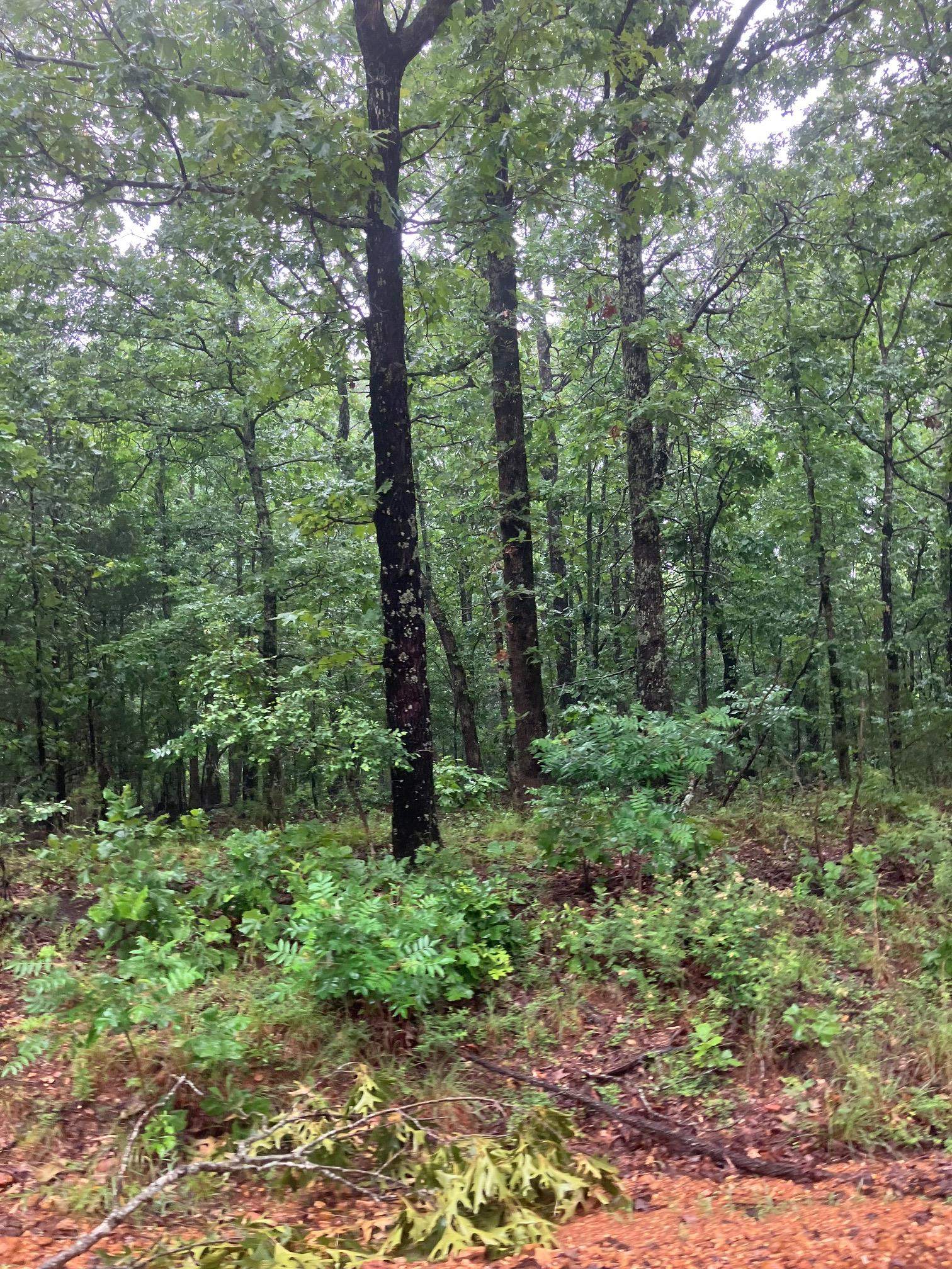 Photo 4 - Vacant Land for sale – 000  Newman Trail   Williford, AR