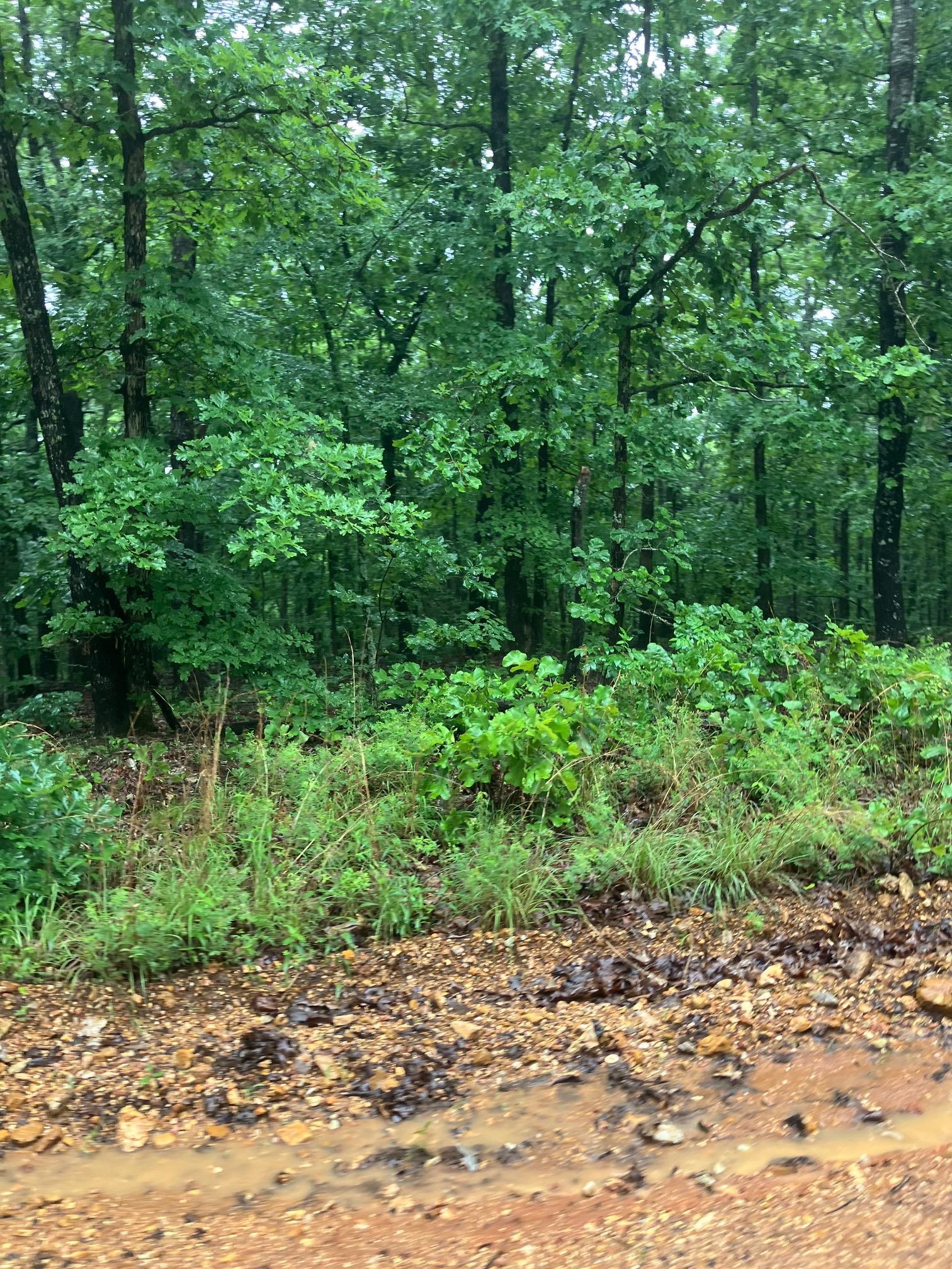 Photo 5 - Vacant Land for sale – 000  Newman Trail   Williford, AR