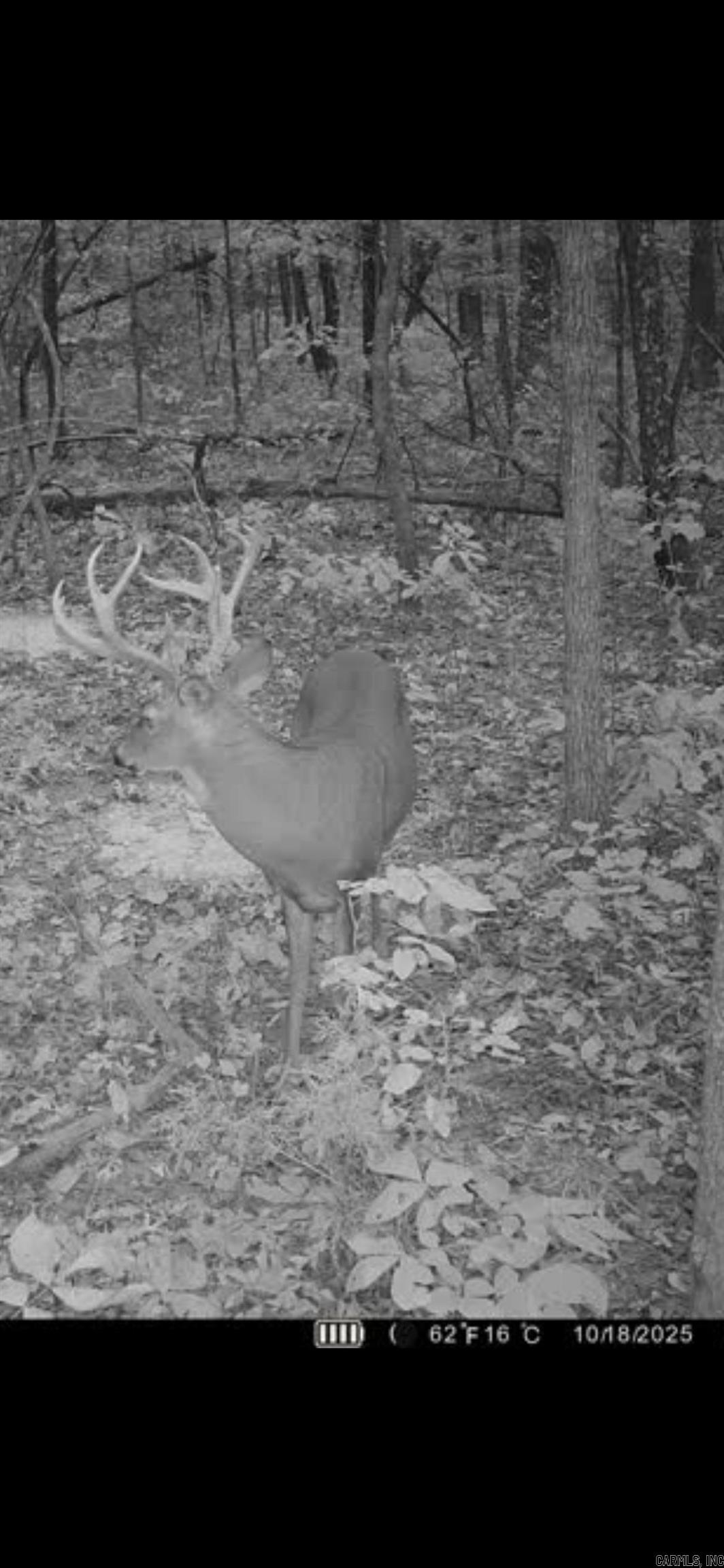 Photo 26 - Vacant Land for sale – 000  Big Creek   Floral, AR