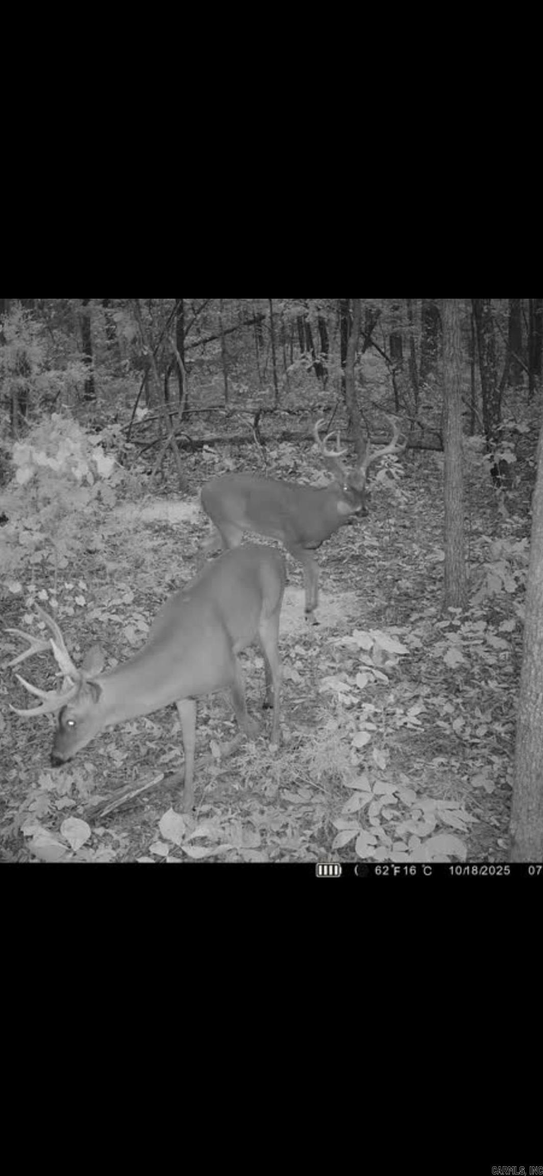 Photo 27 - Vacant Land for sale – 000  Big Creek   Floral, AR