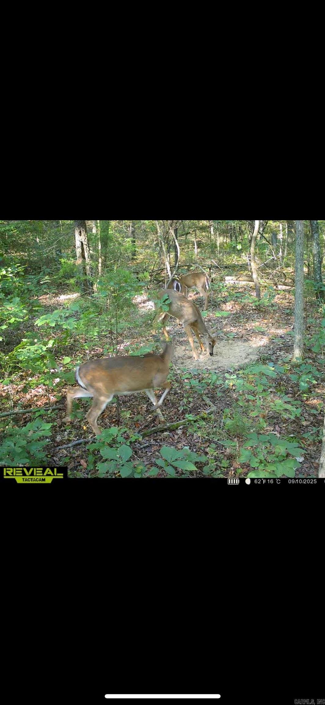 Photo 35 - Vacant Land for sale – 000  Big Creek   Floral, AR