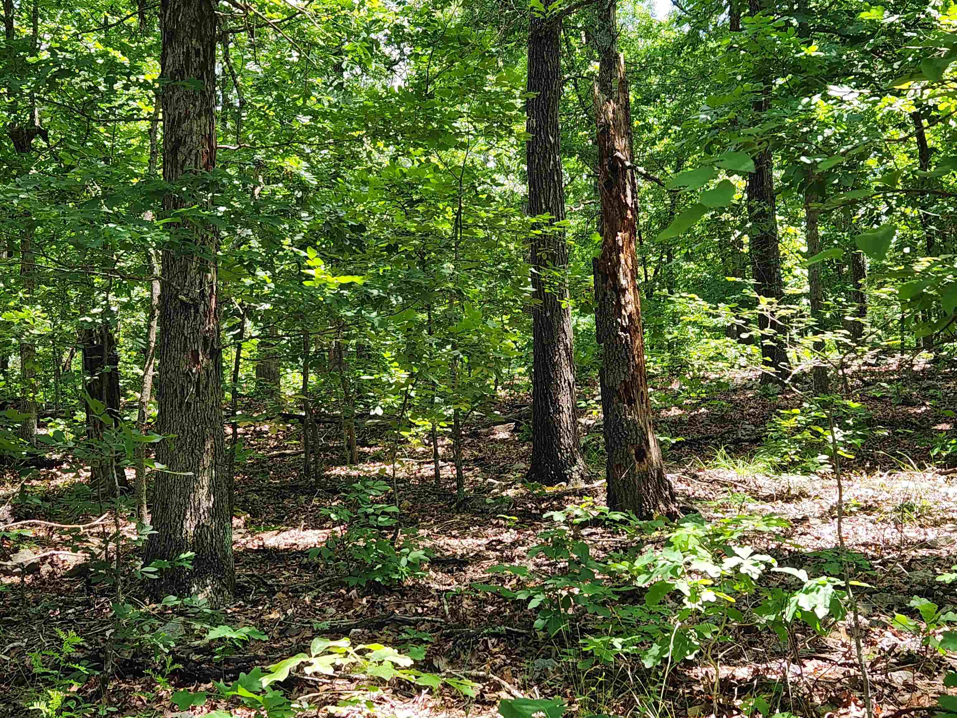 Photo 11 - Vacant Land for sale – L-14, B-4  Piute   Highland, AR