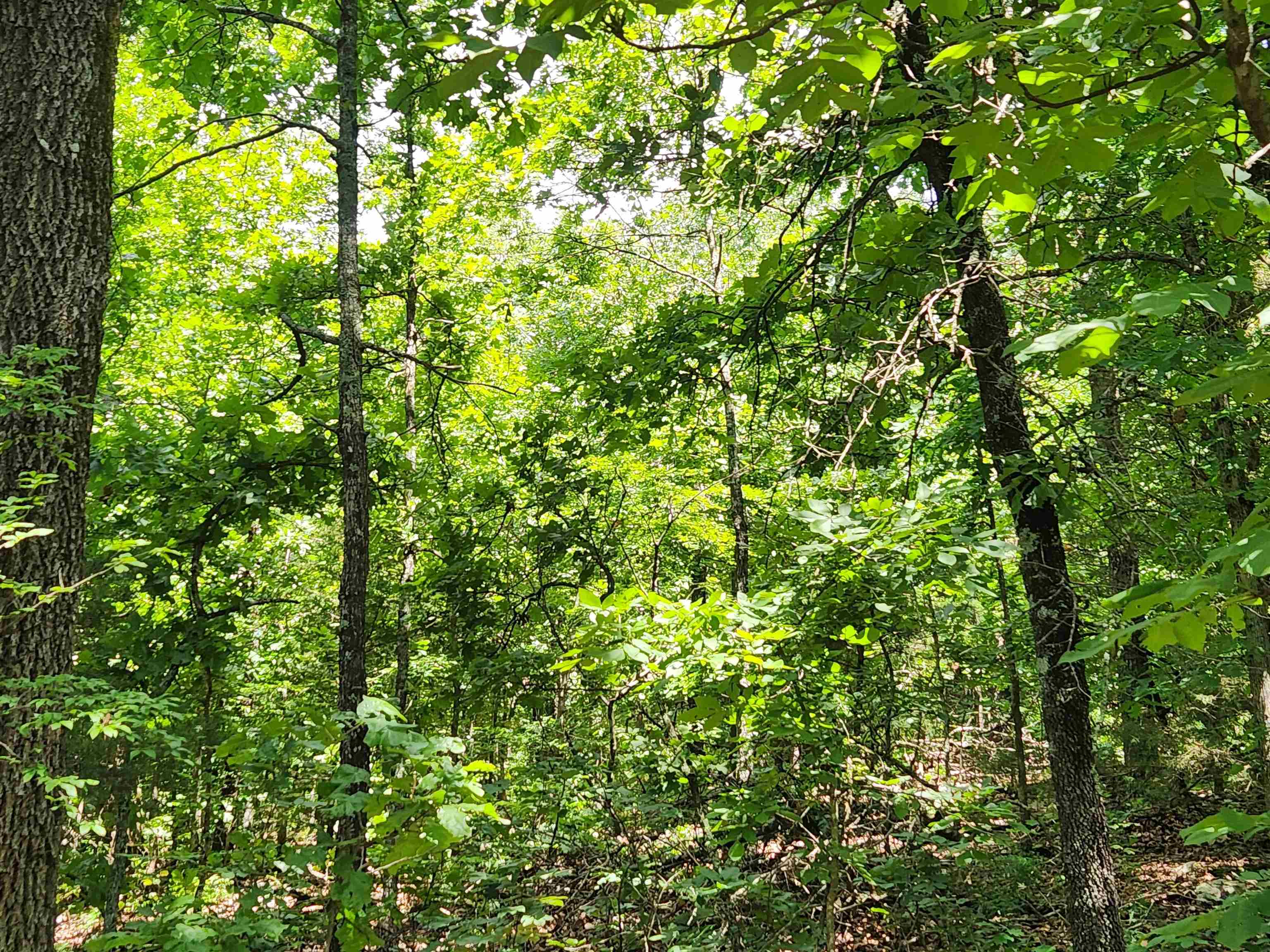 Photo 13 - Vacant Land for sale – L-14, B-4  Piute   Highland, AR