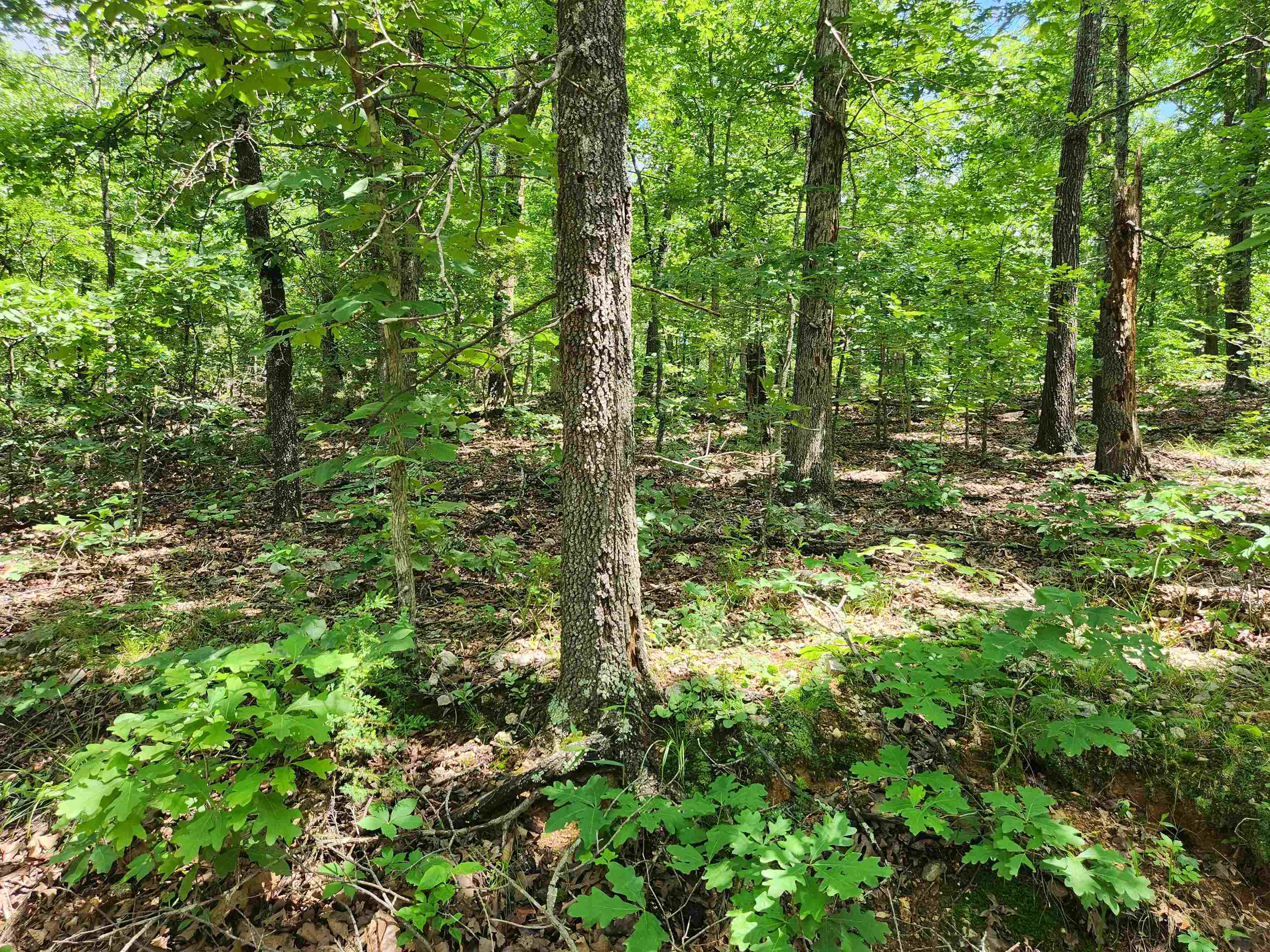 Photo 4 - Vacant Land for sale – L-14, B-4  Piute   Highland, AR