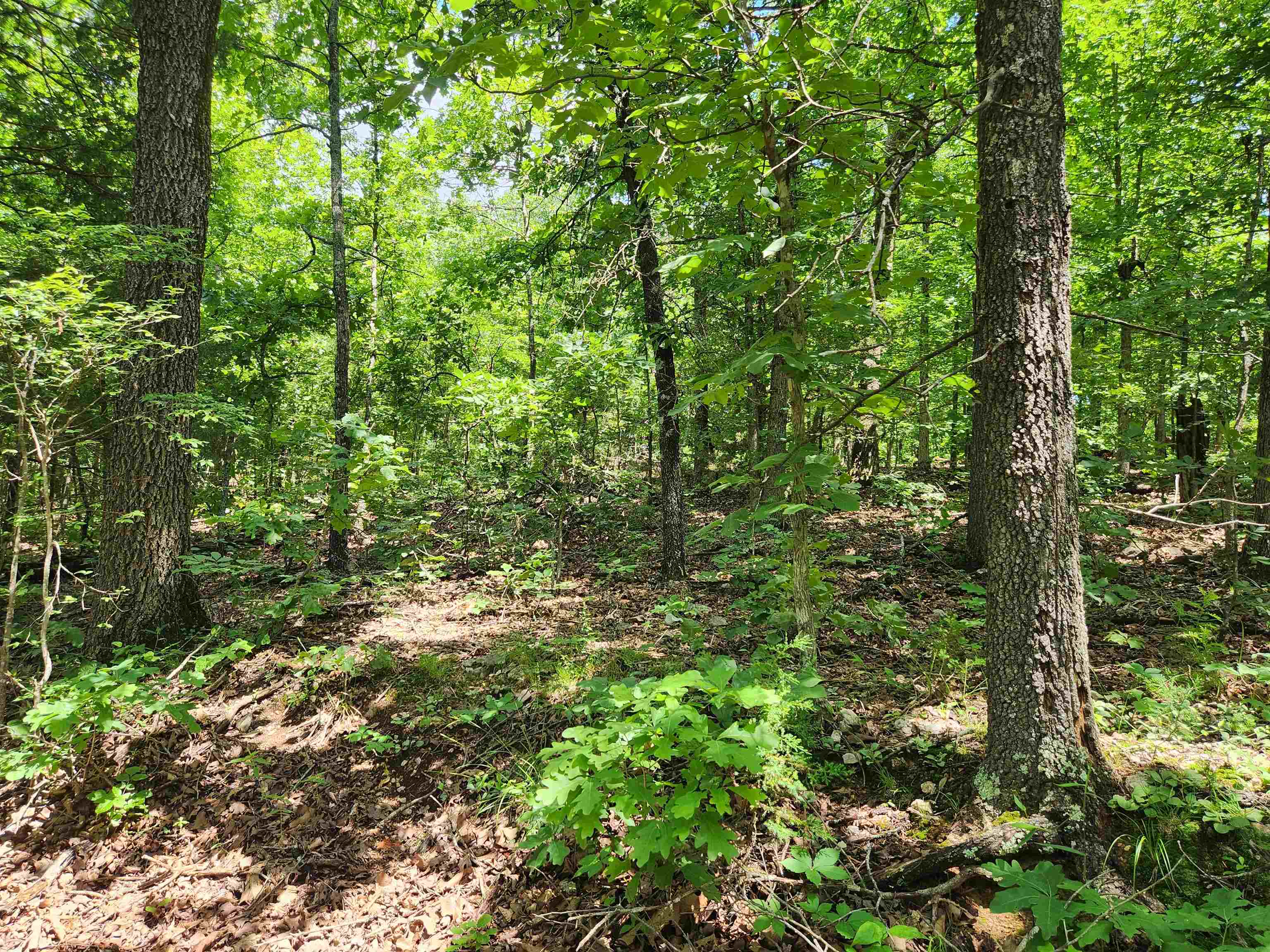 Photo 5 - Vacant Land for sale – L-14, B-4  Piute   Highland, AR