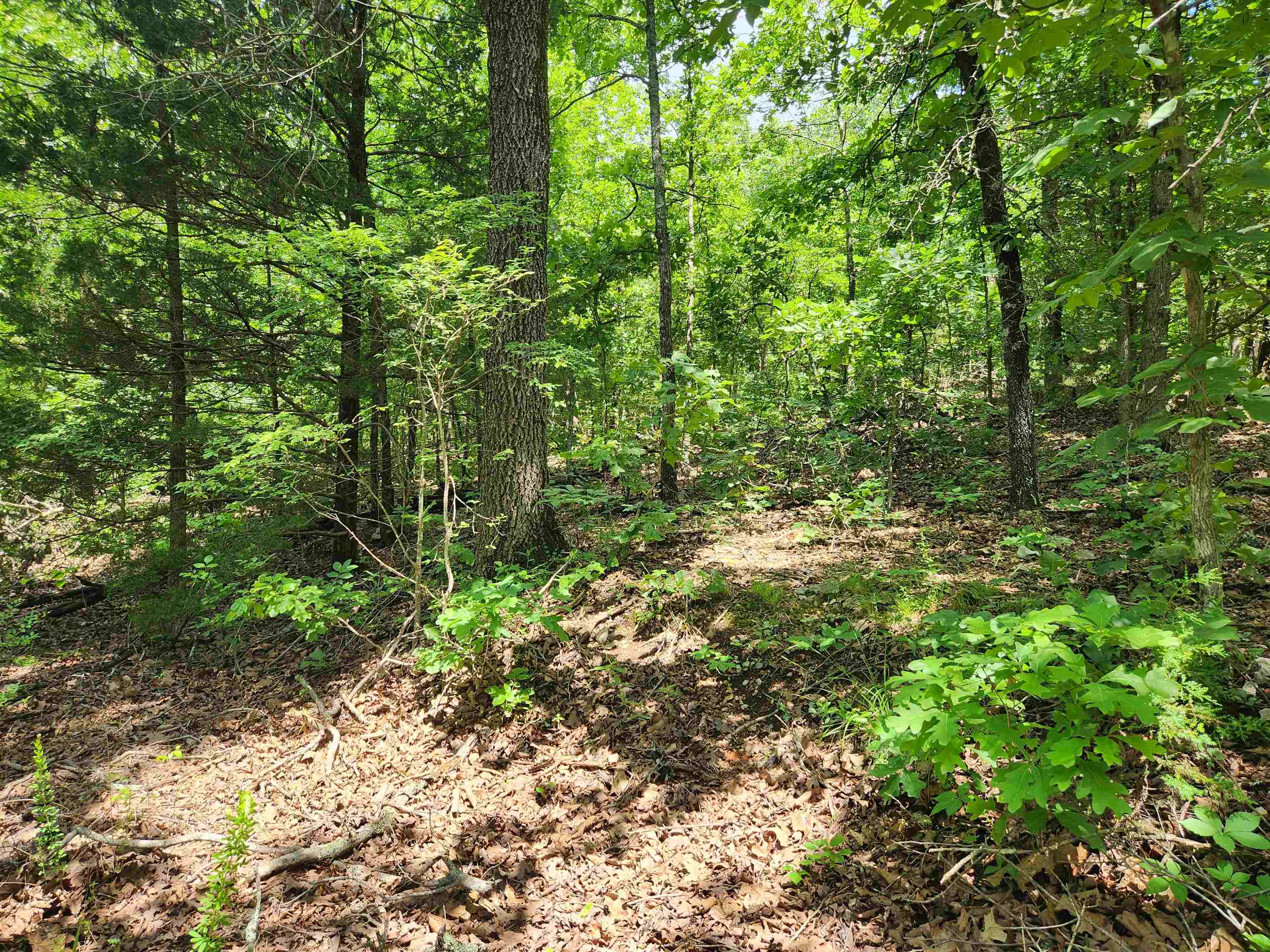Photo 6 - Vacant Land for sale – L-14, B-4  Piute   Highland, AR