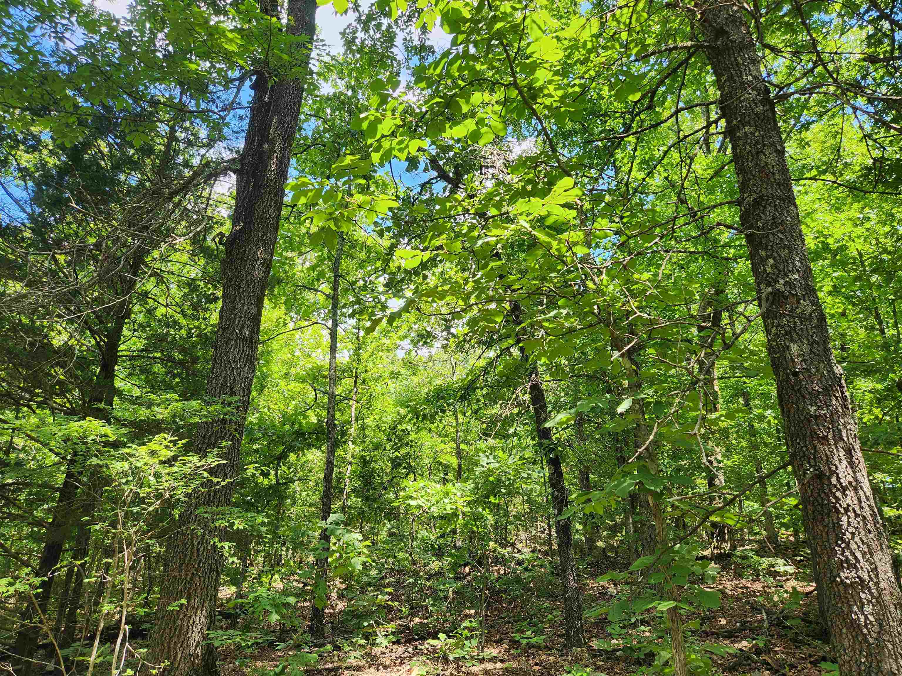 Photo 7 - Vacant Land for sale – L-14, B-4  Piute   Highland, AR