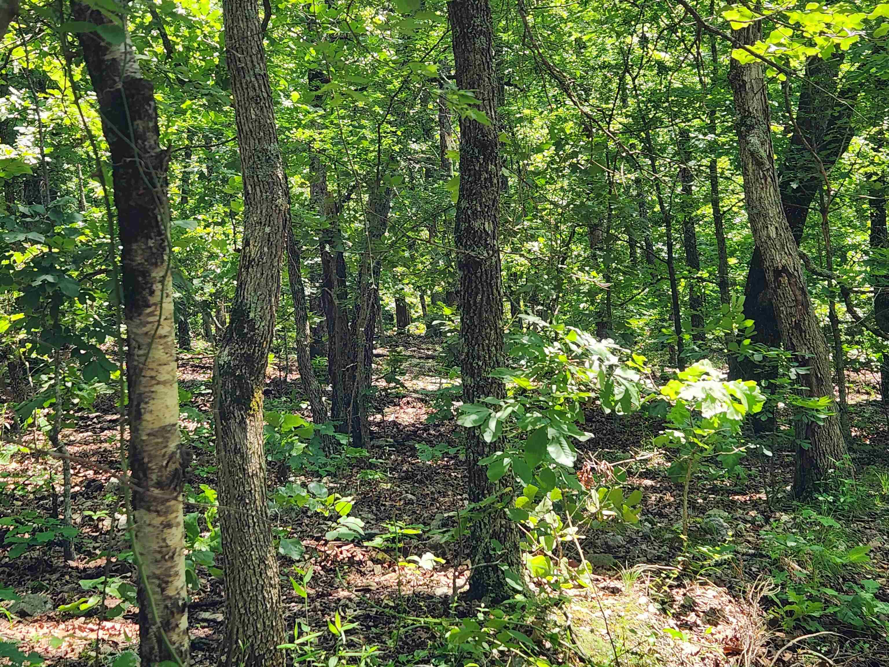 Photo 10 - Vacant Land for sale – L-14, B-4  Piute   Highland, AR