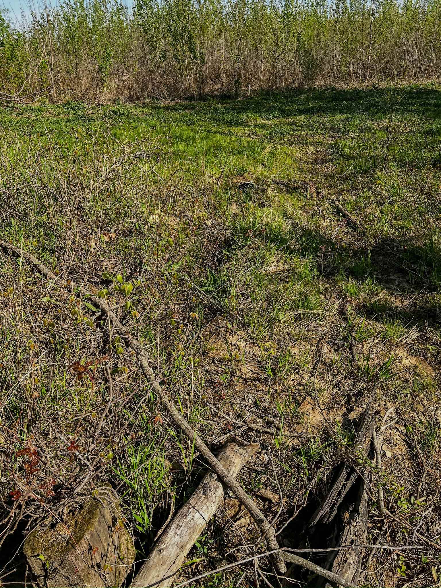 Photo 7 - Vacant Land for sale – 1962 acres  Upper Lockhart Road   Cord, AR