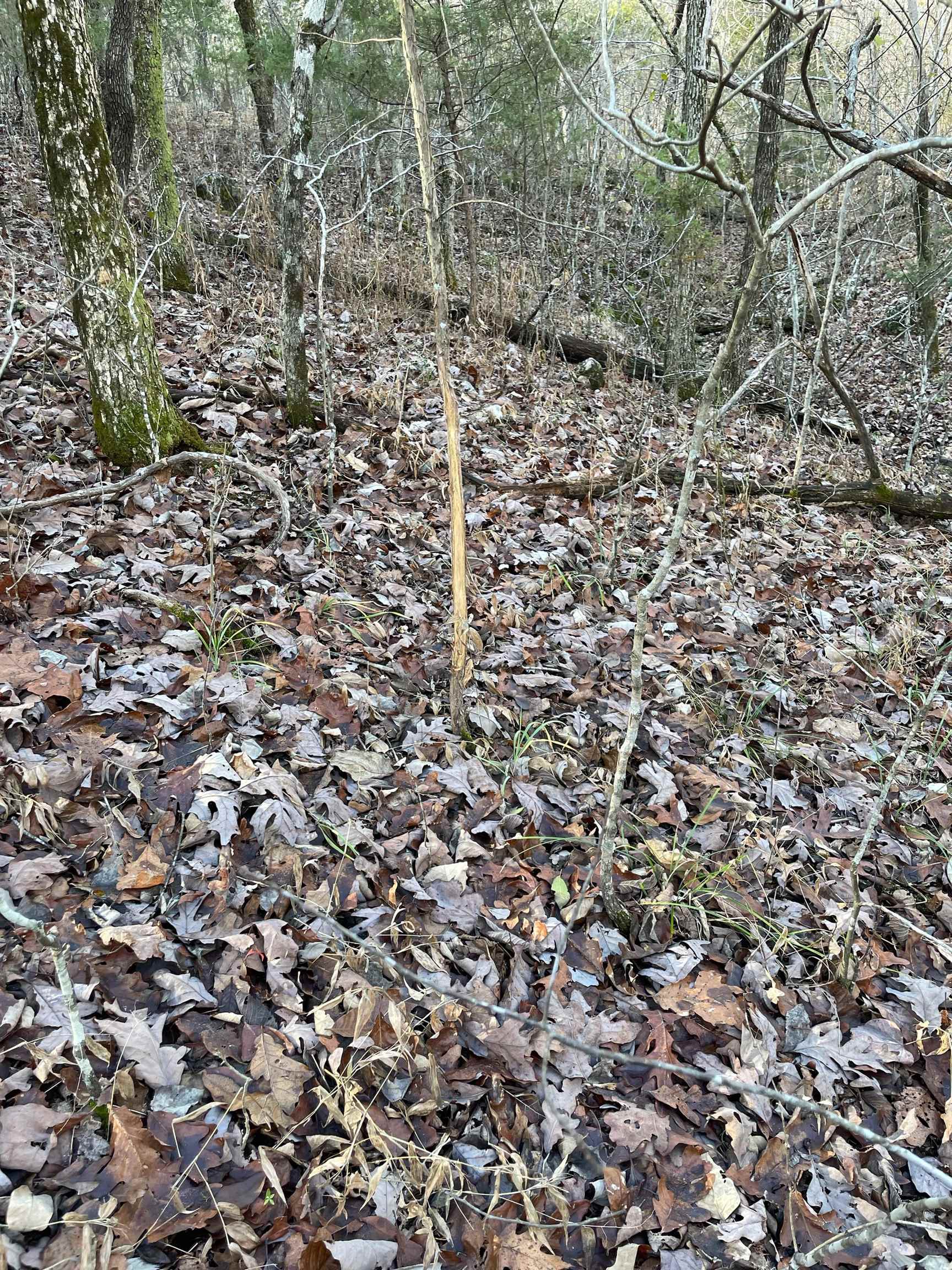 Photo 8 - Vacant Land for sale –   Martin Creek   Williford, AR