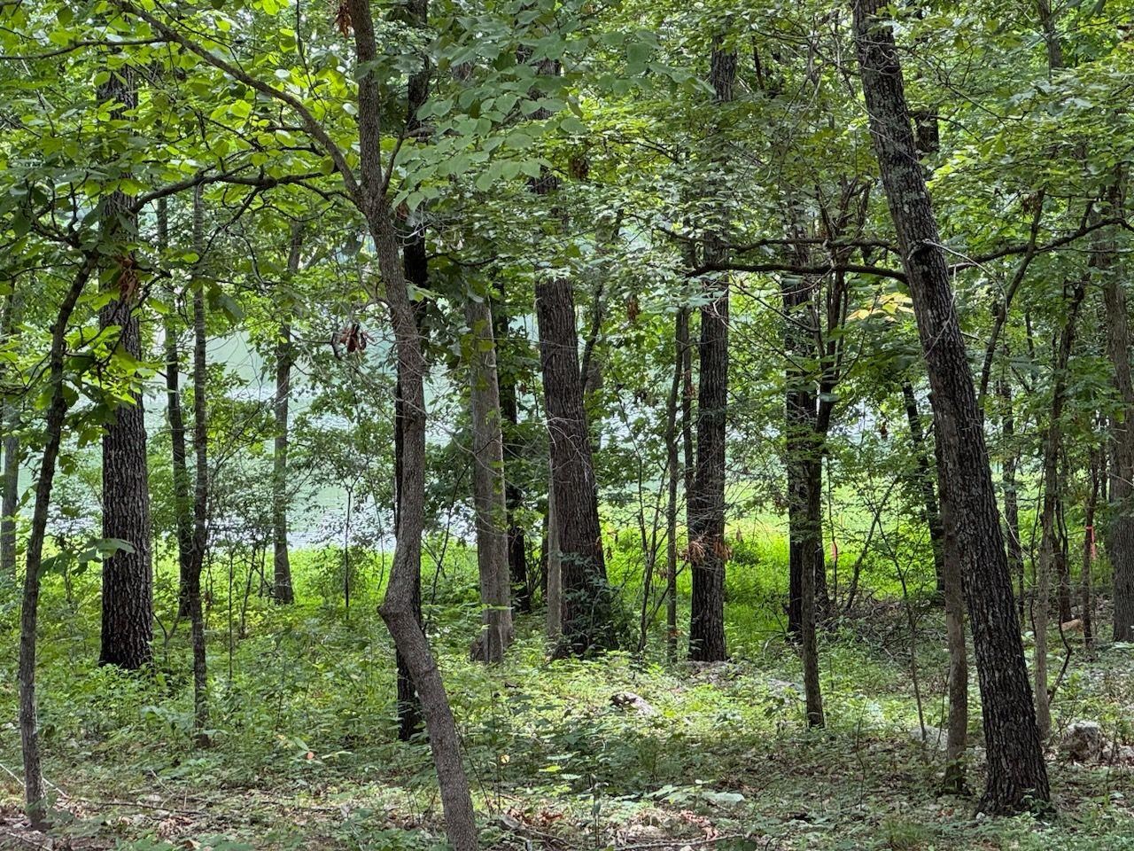 Photo 3 - Vacant Land for sale –   Monongahela   Cherokee Village, AR