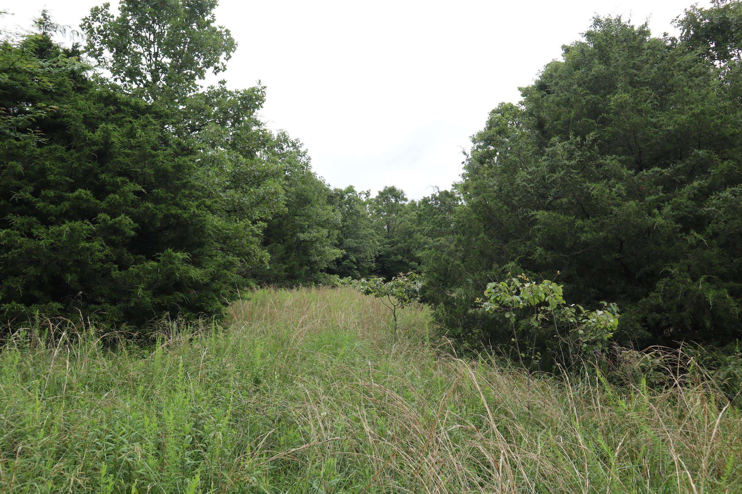 Photo 11 - Vacant Land for sale – TBD  Hwy 9 S   Salem, AR